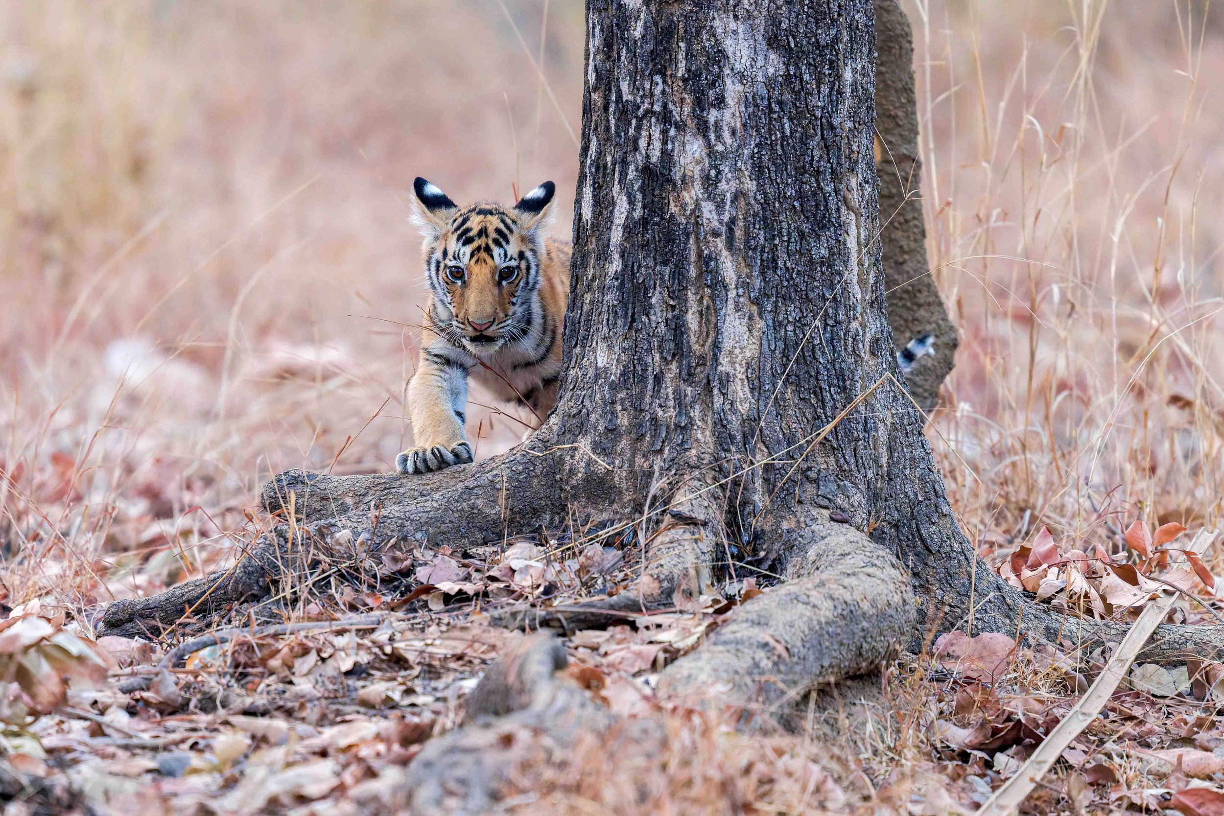 tiger cub for website.jpg