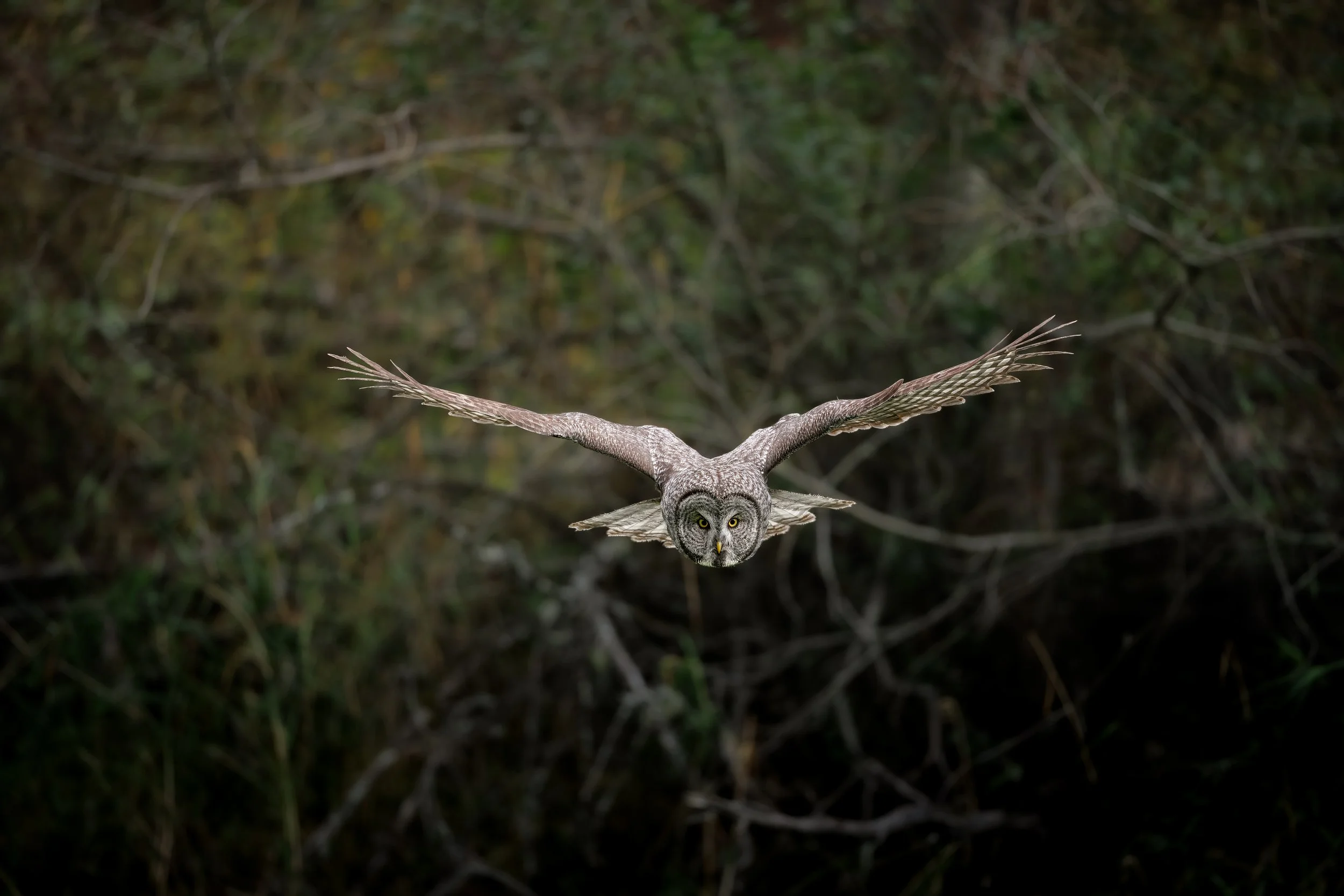 Great Gray Owl Tac flight from aspen 2.jpg