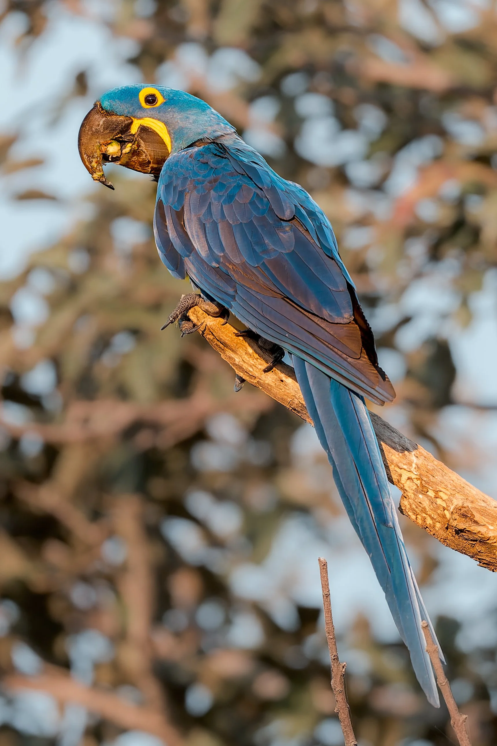 macaw.jpg