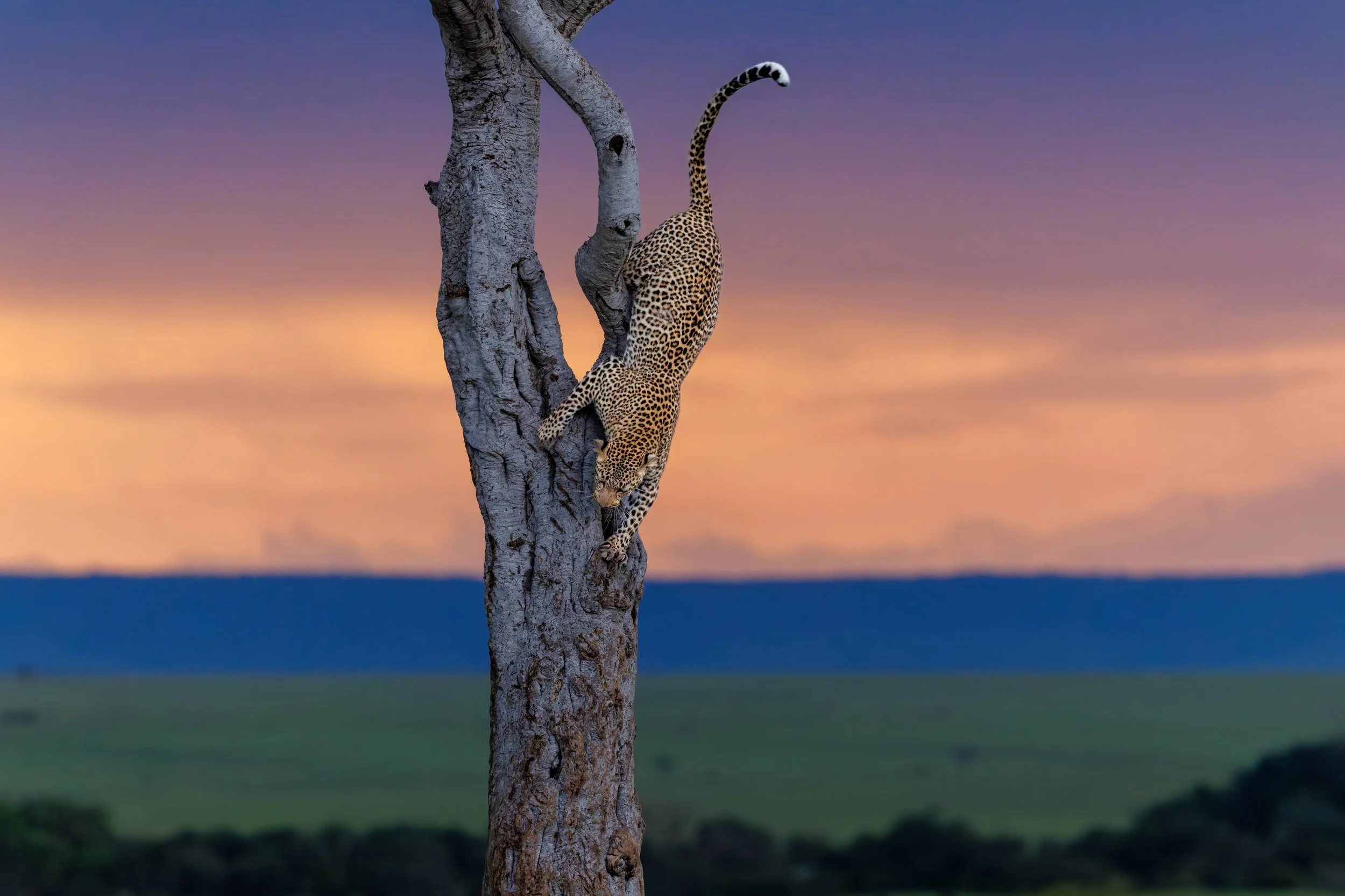leopard tree go down full.jpg