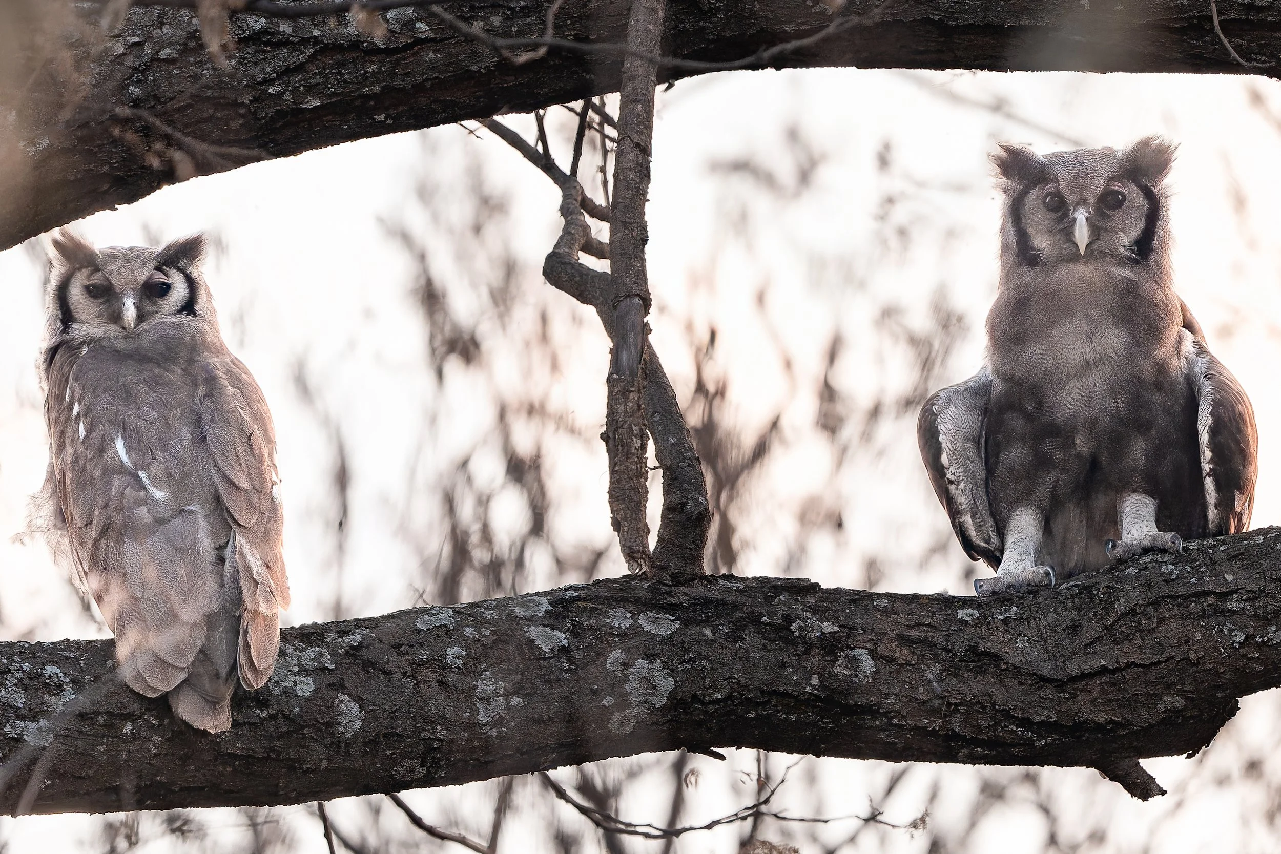 verreauxs eagle owl pair.jpg