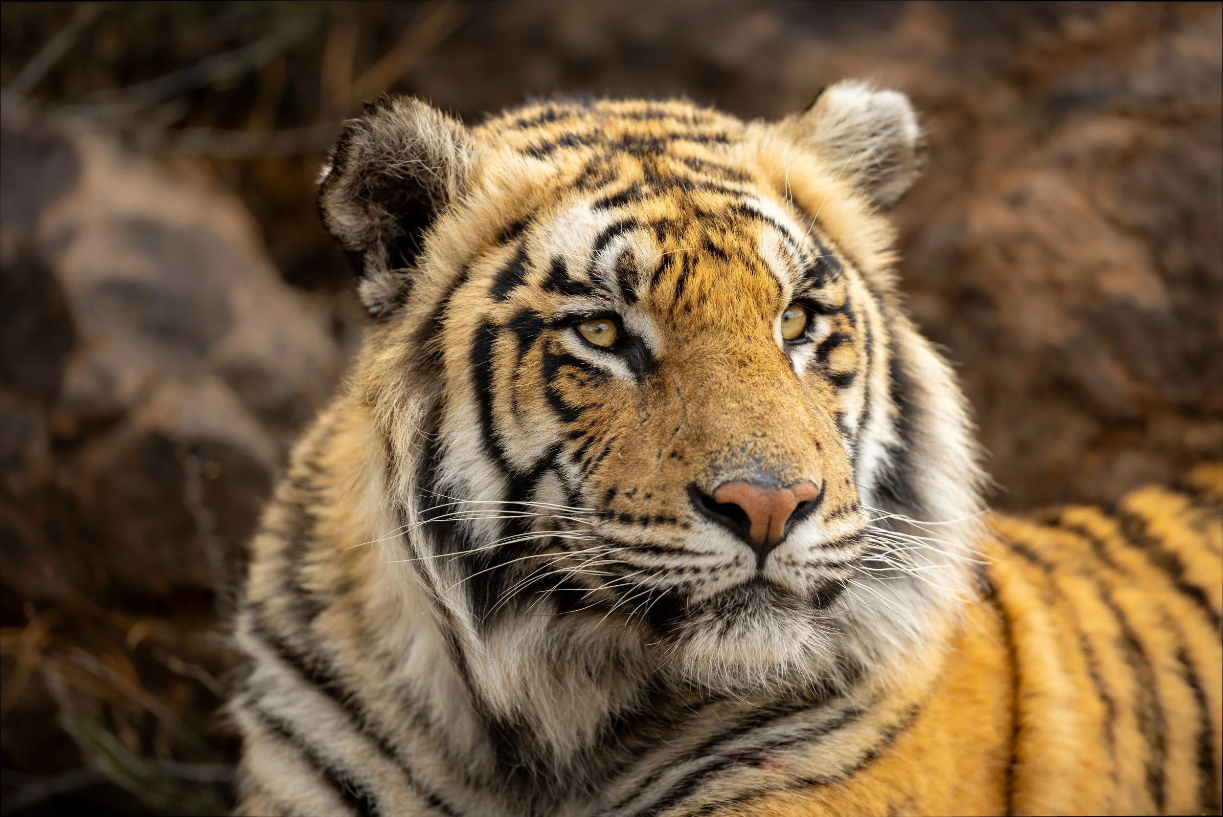 tiger close website.jpeg