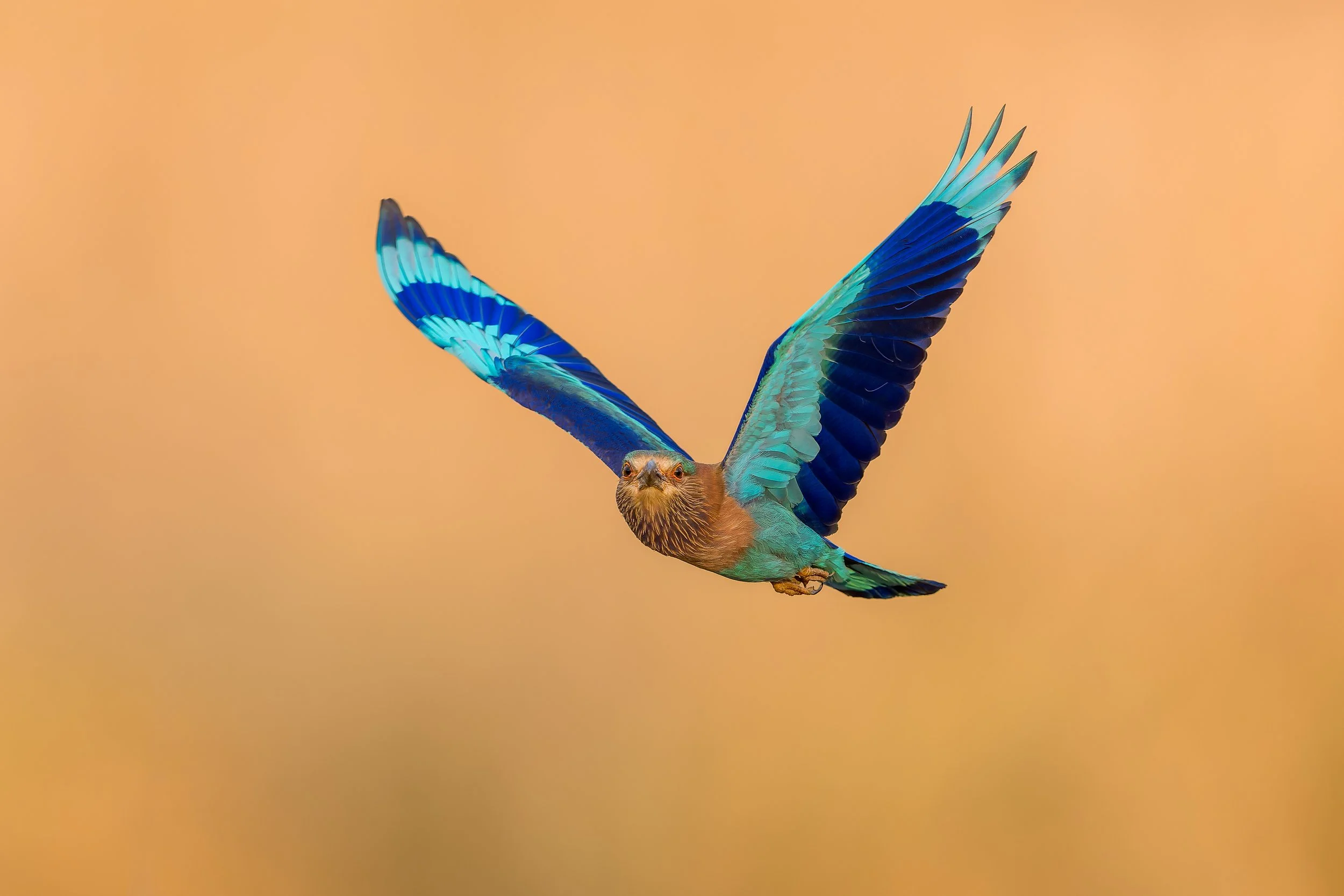 Indian Roller
