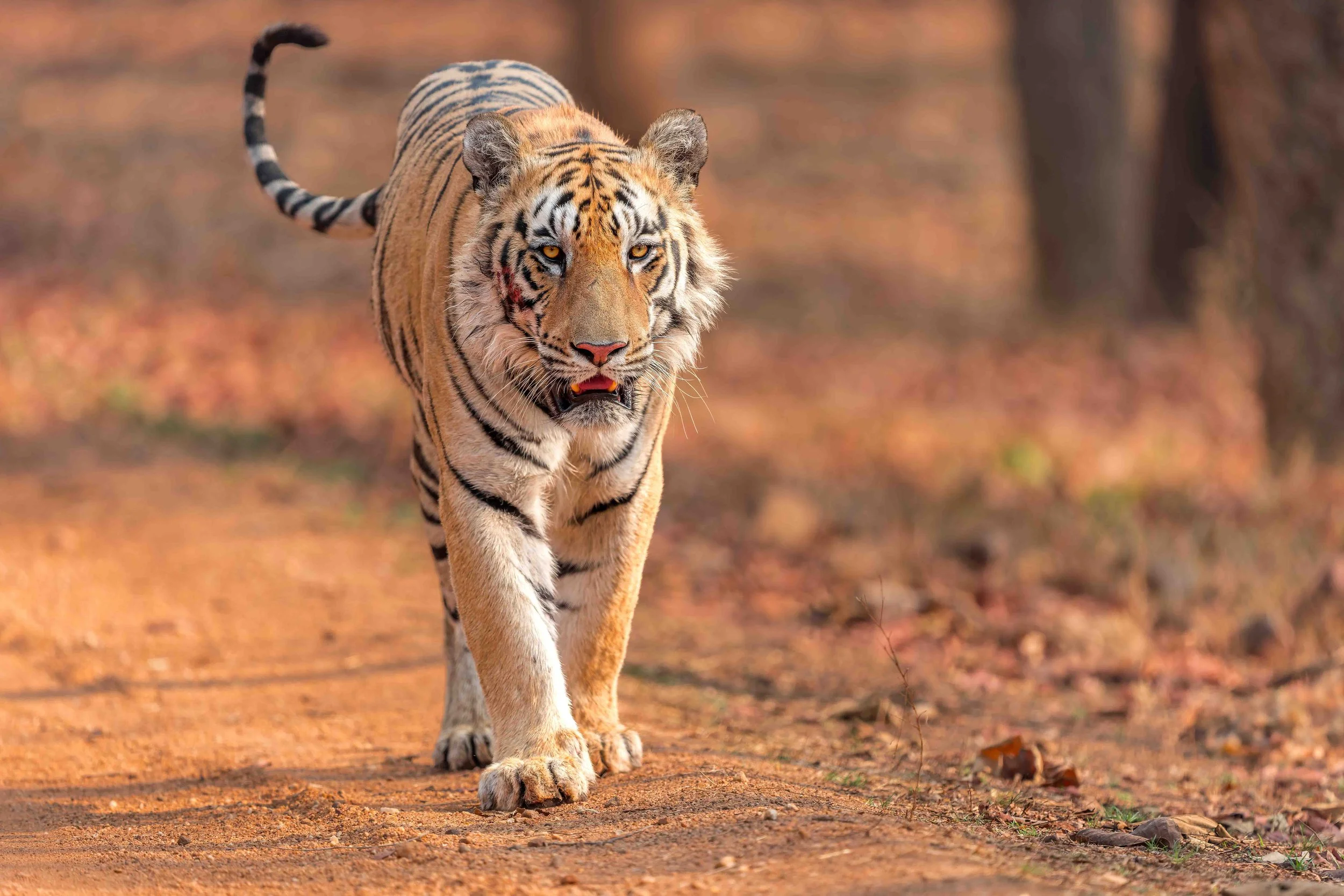 tiger website.jpg