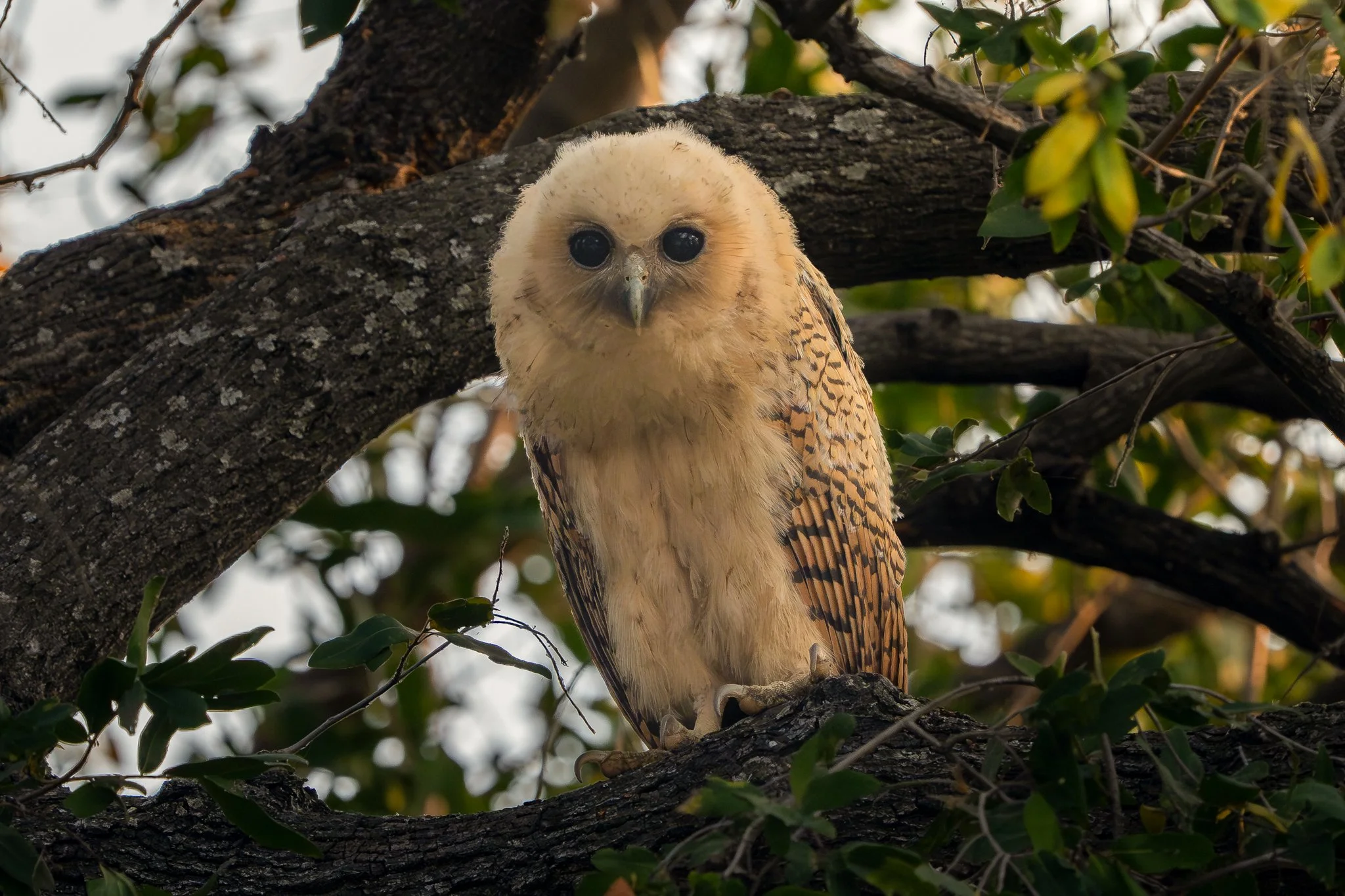 Pel's Fishing Owl - juvenile