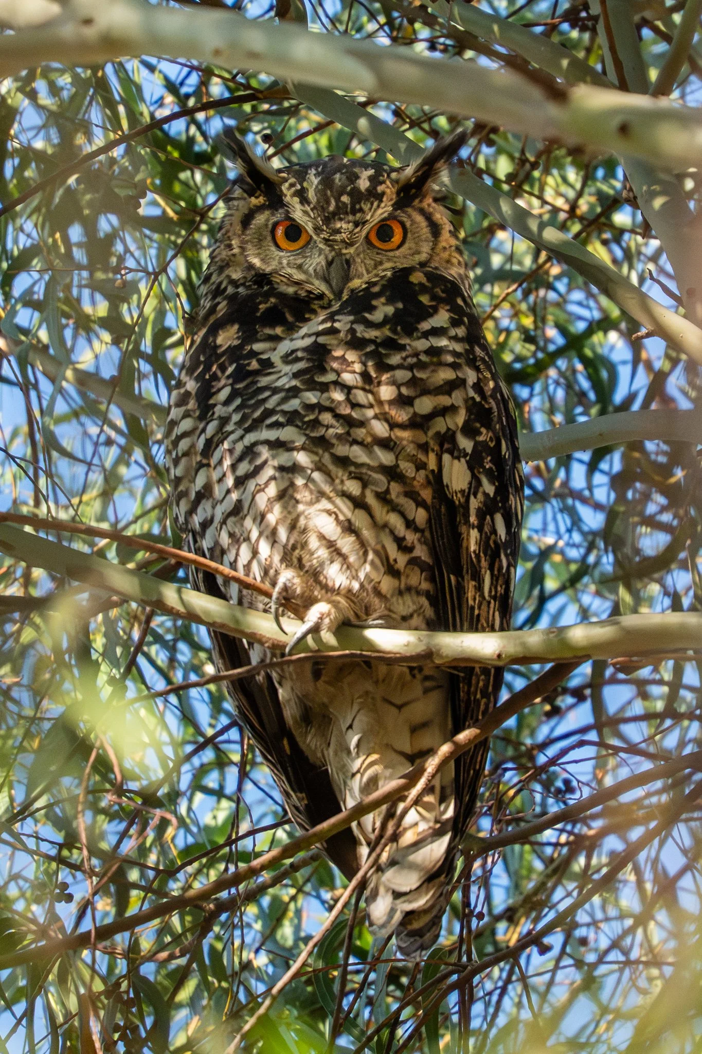 Cape Eagle Owl