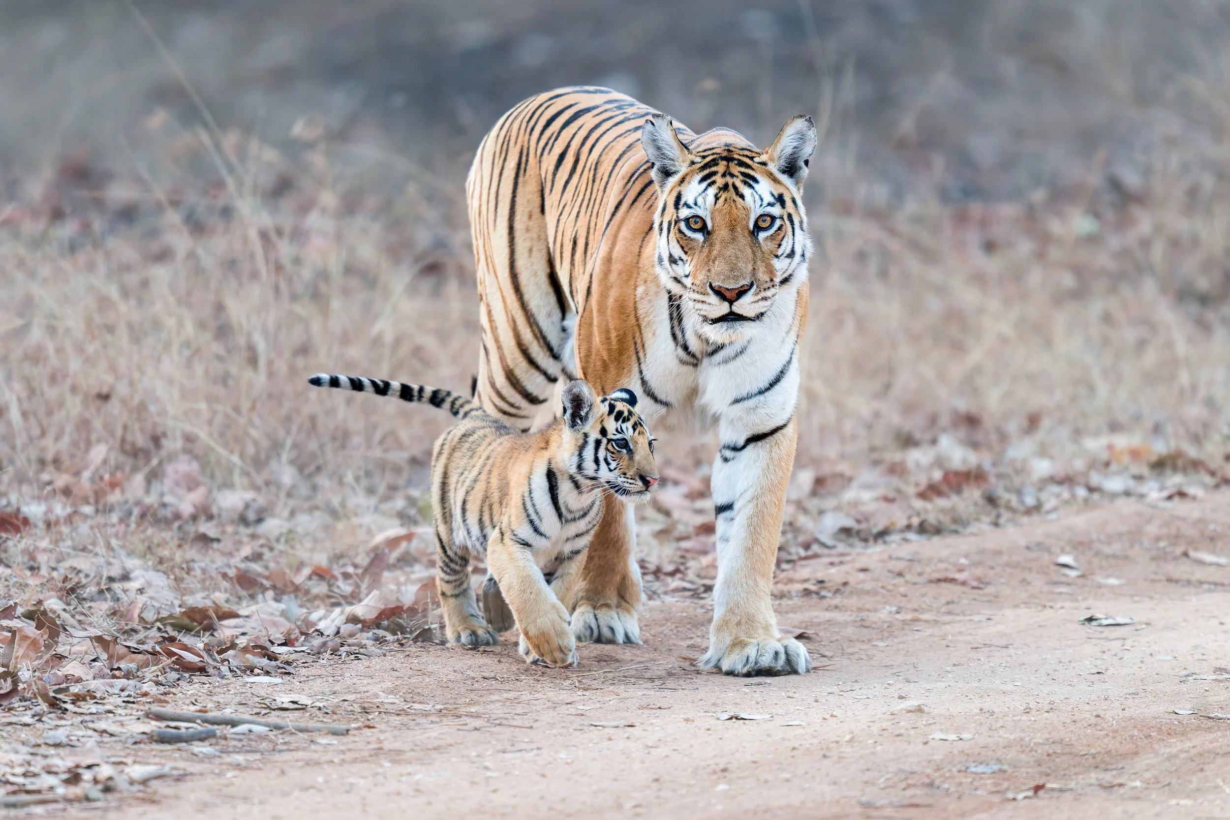 tiger and cub-3.jpg