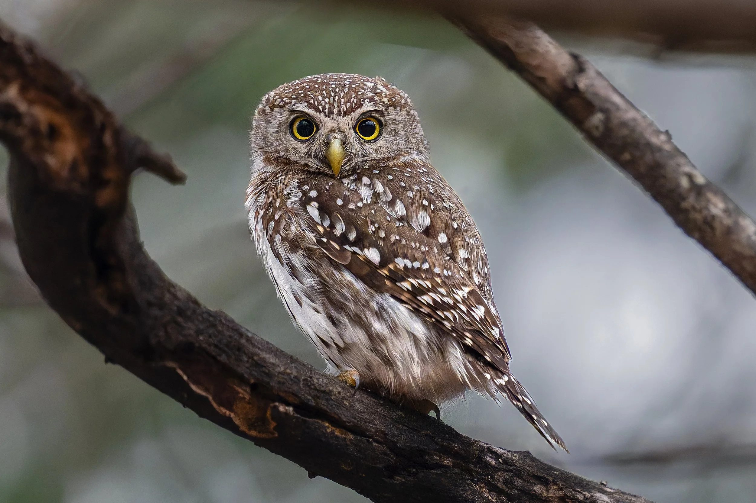 Pearl Spotted Owlet