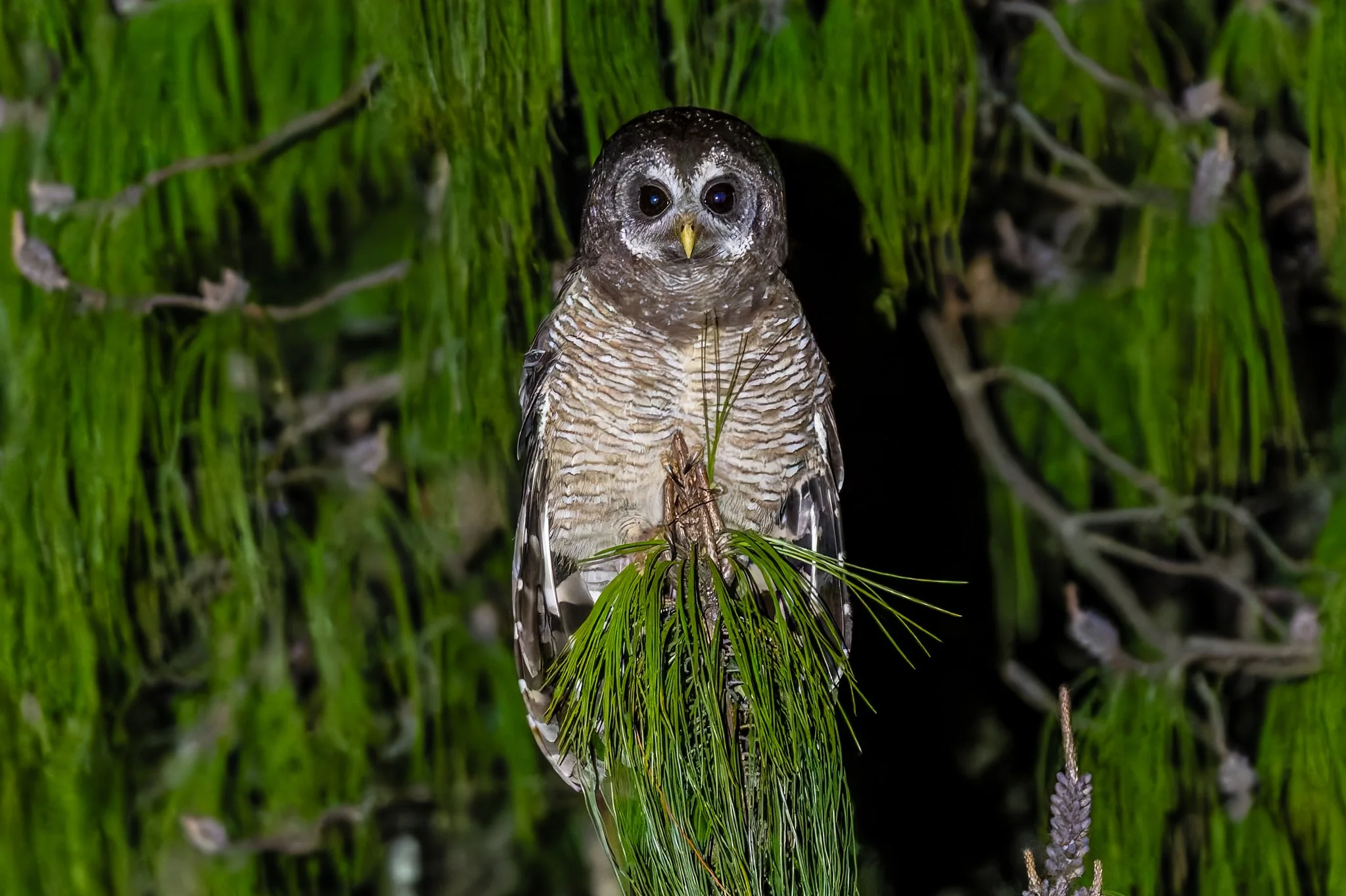 African Wood Owl