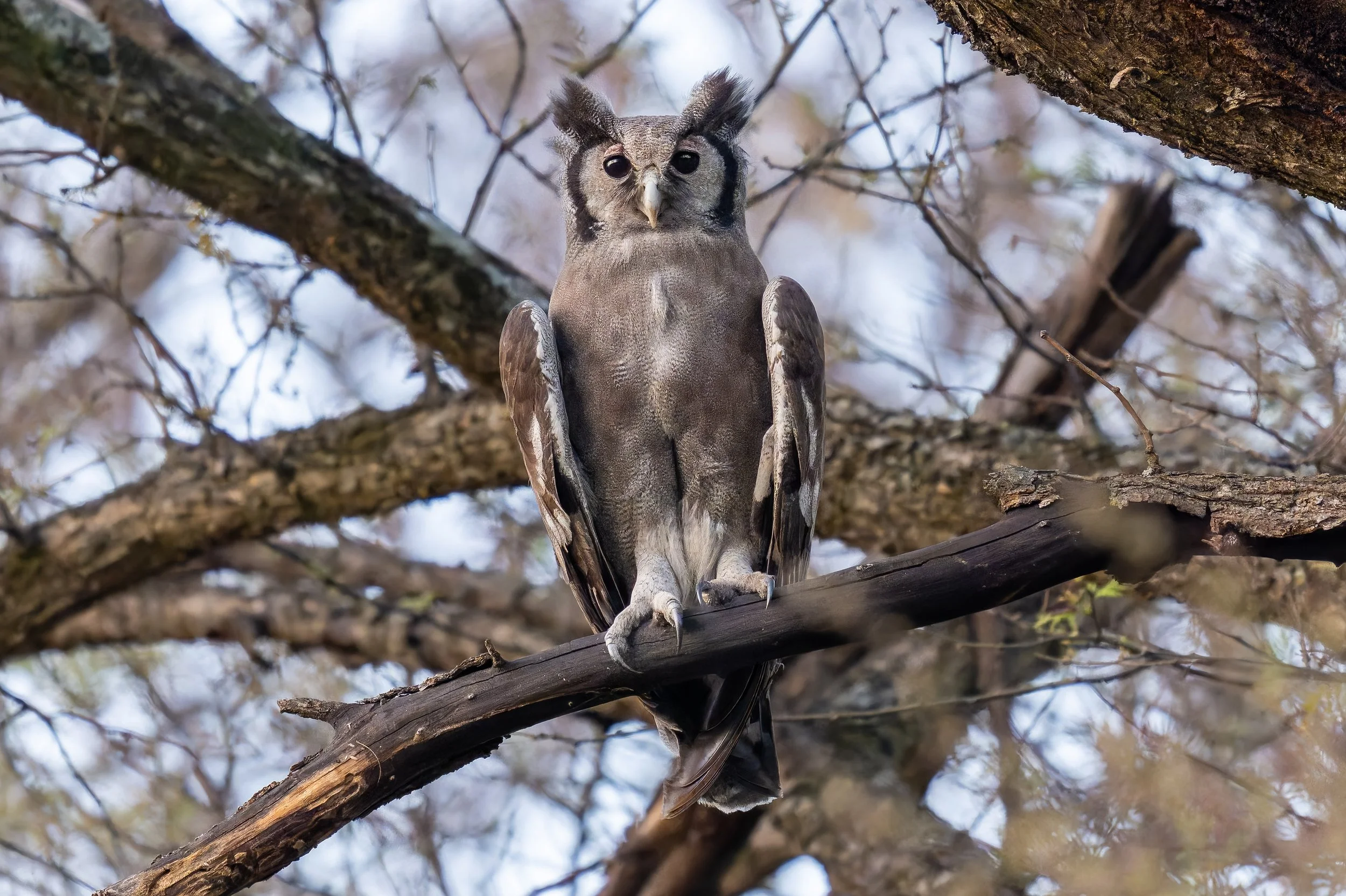 Verreaux's Eagle Owl