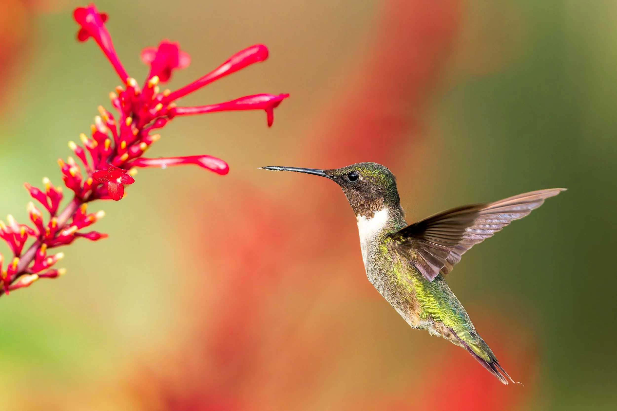 _SN21486-DxO_DeepPRIME XD2s-2.jpeg