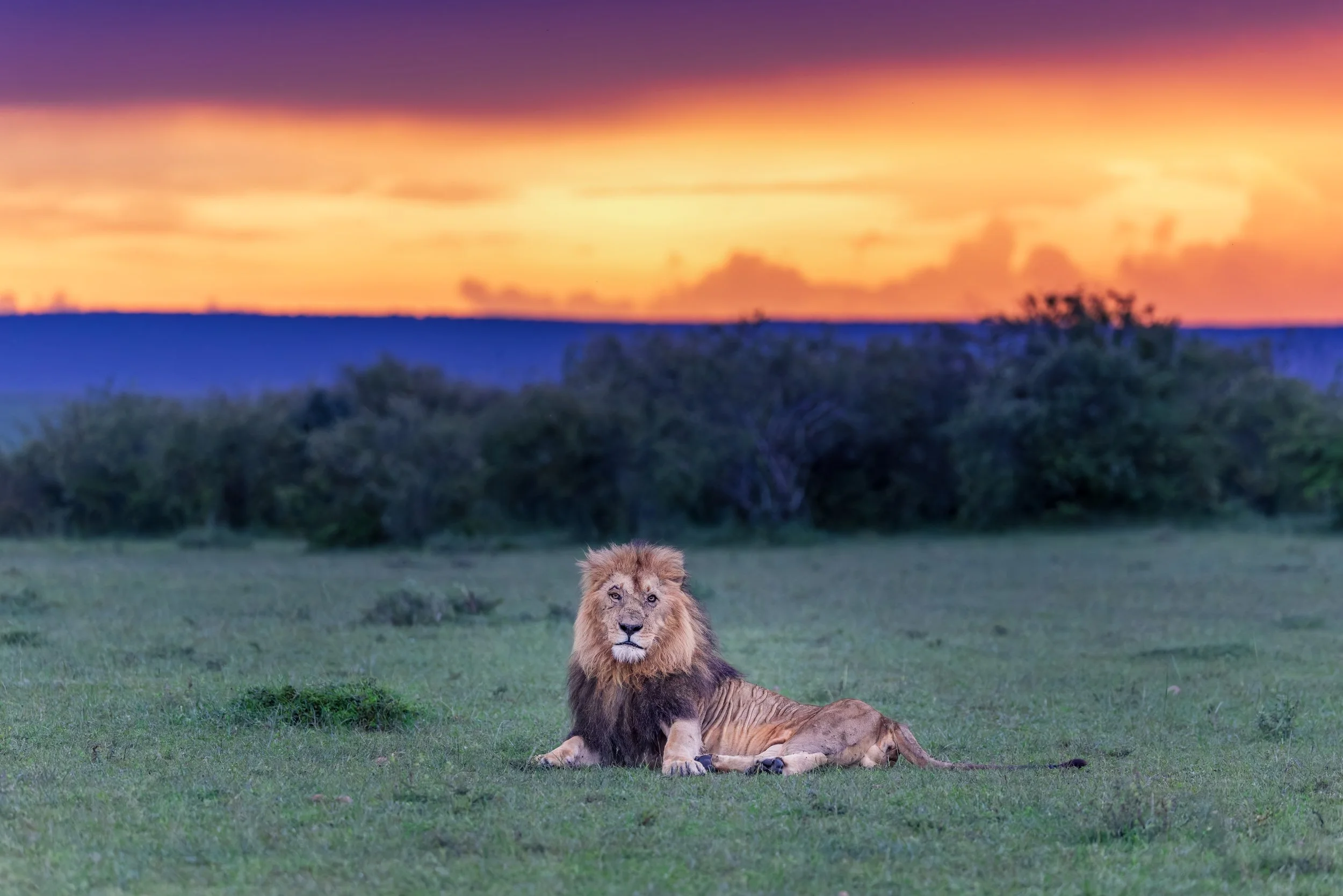 male lion sunset full.jpg
