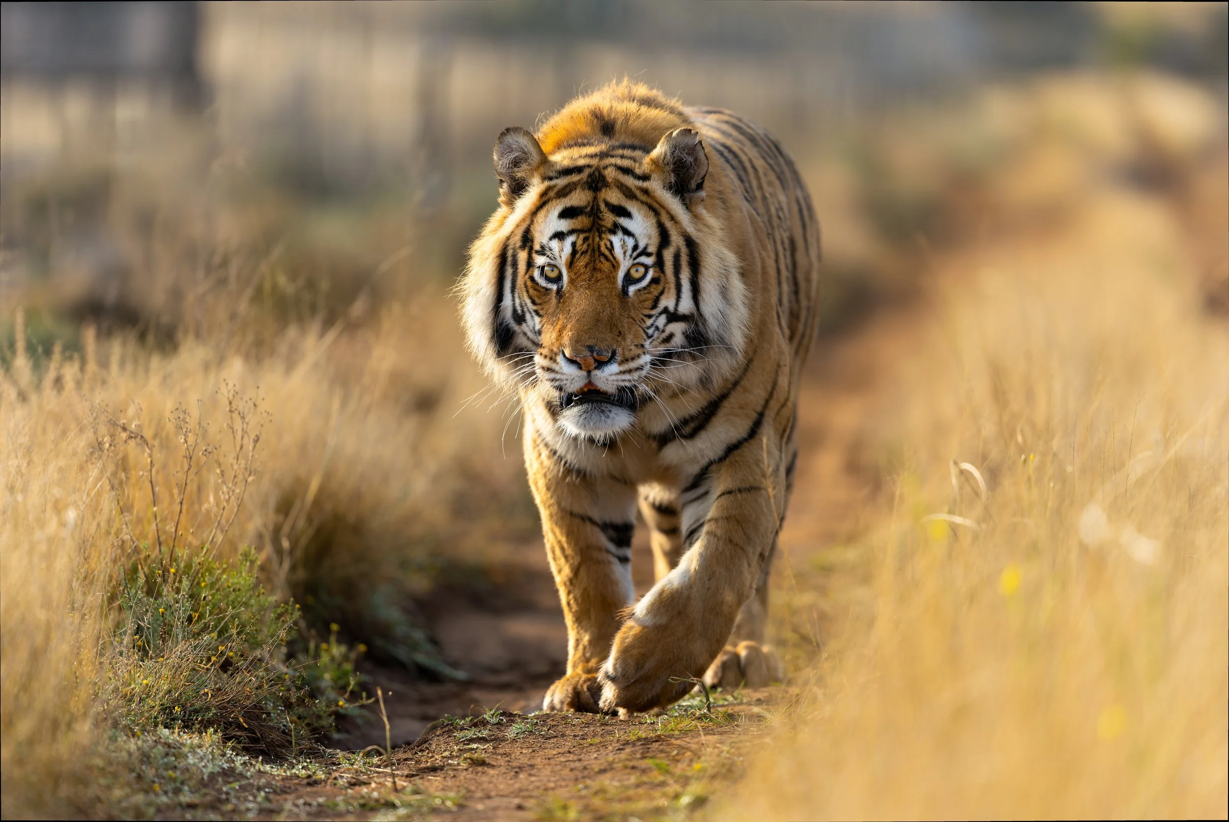 tiger walk toward website.jpeg