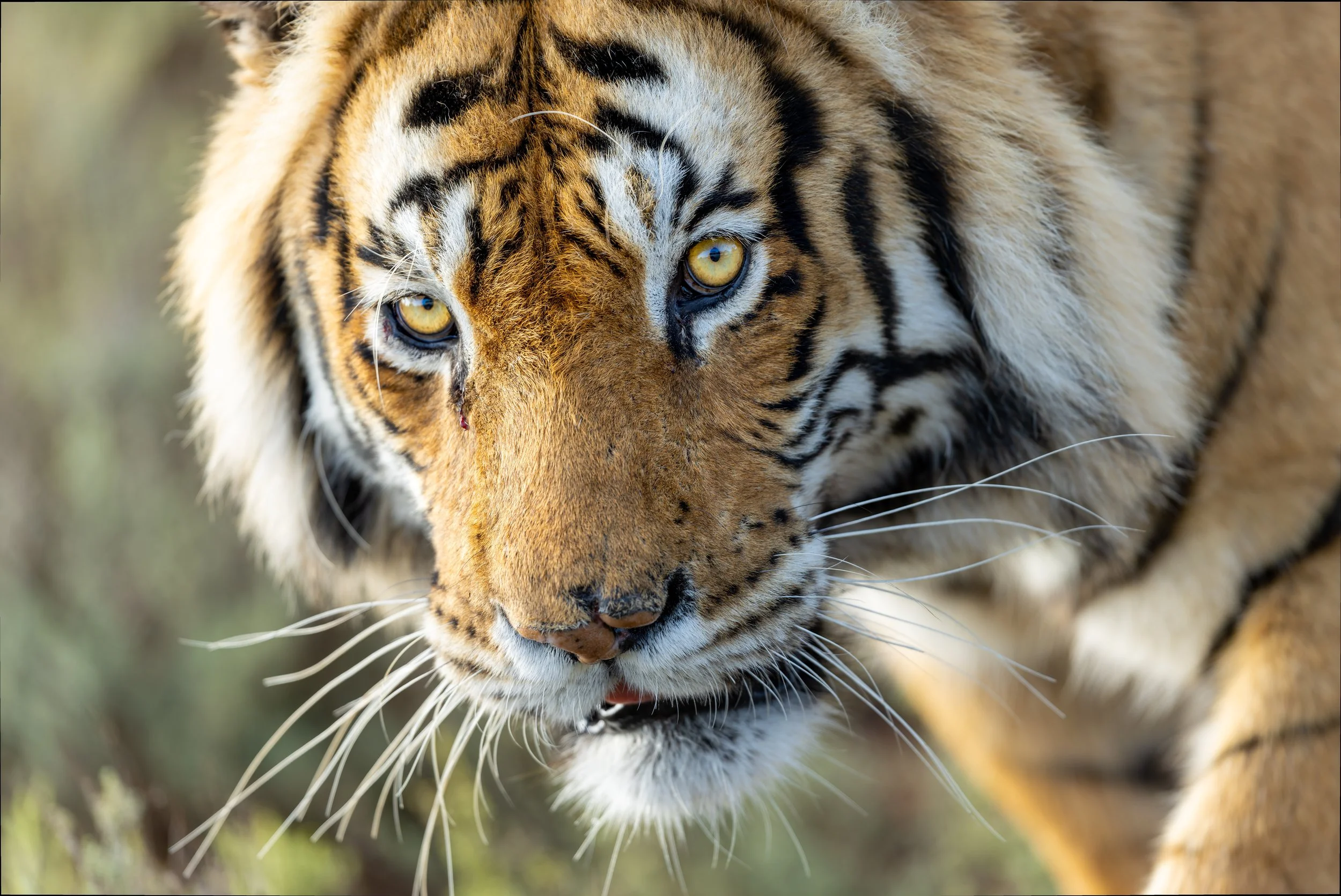 tiger face website.jpg