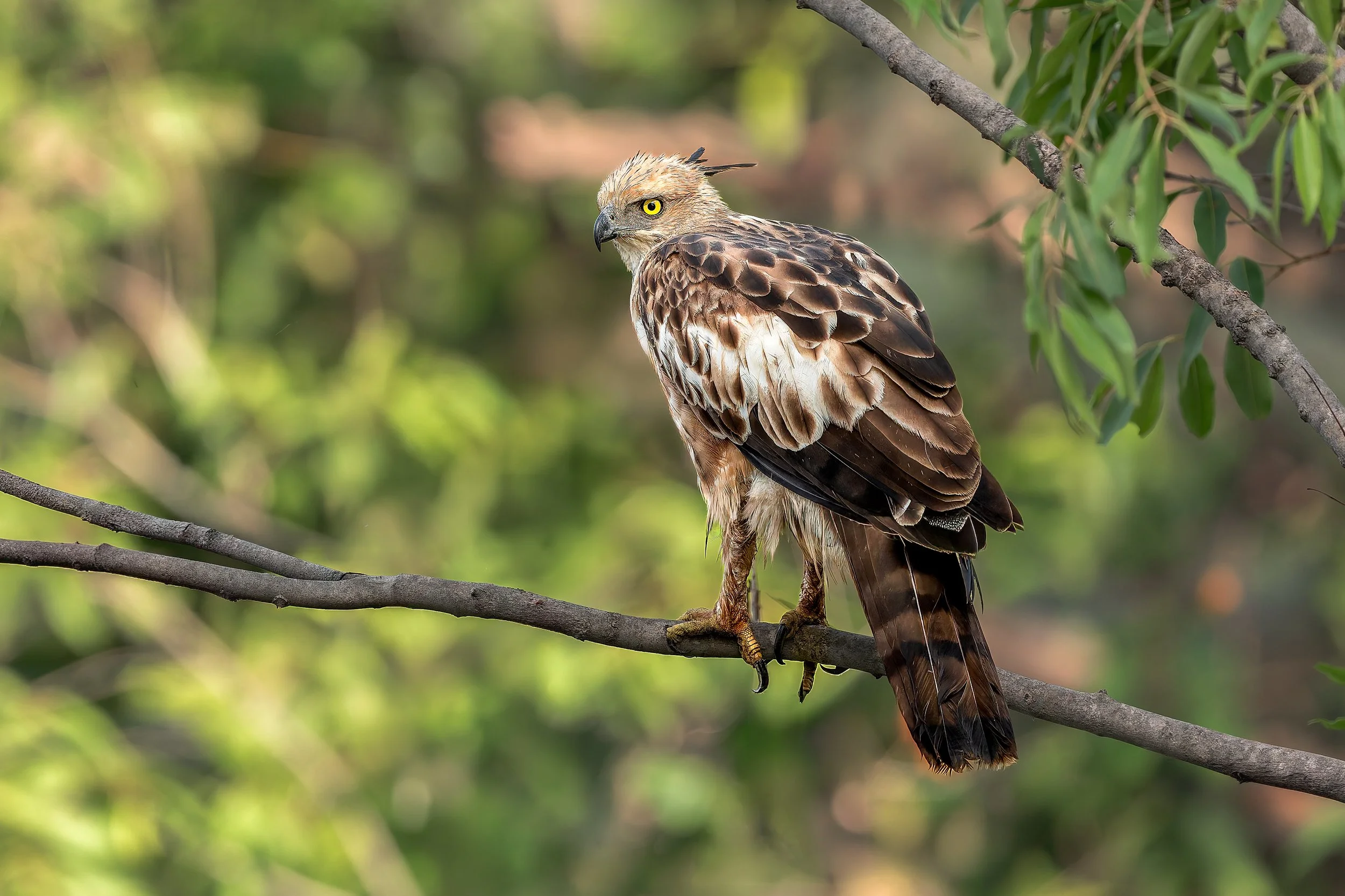 Indian Crested Hawk Eagle