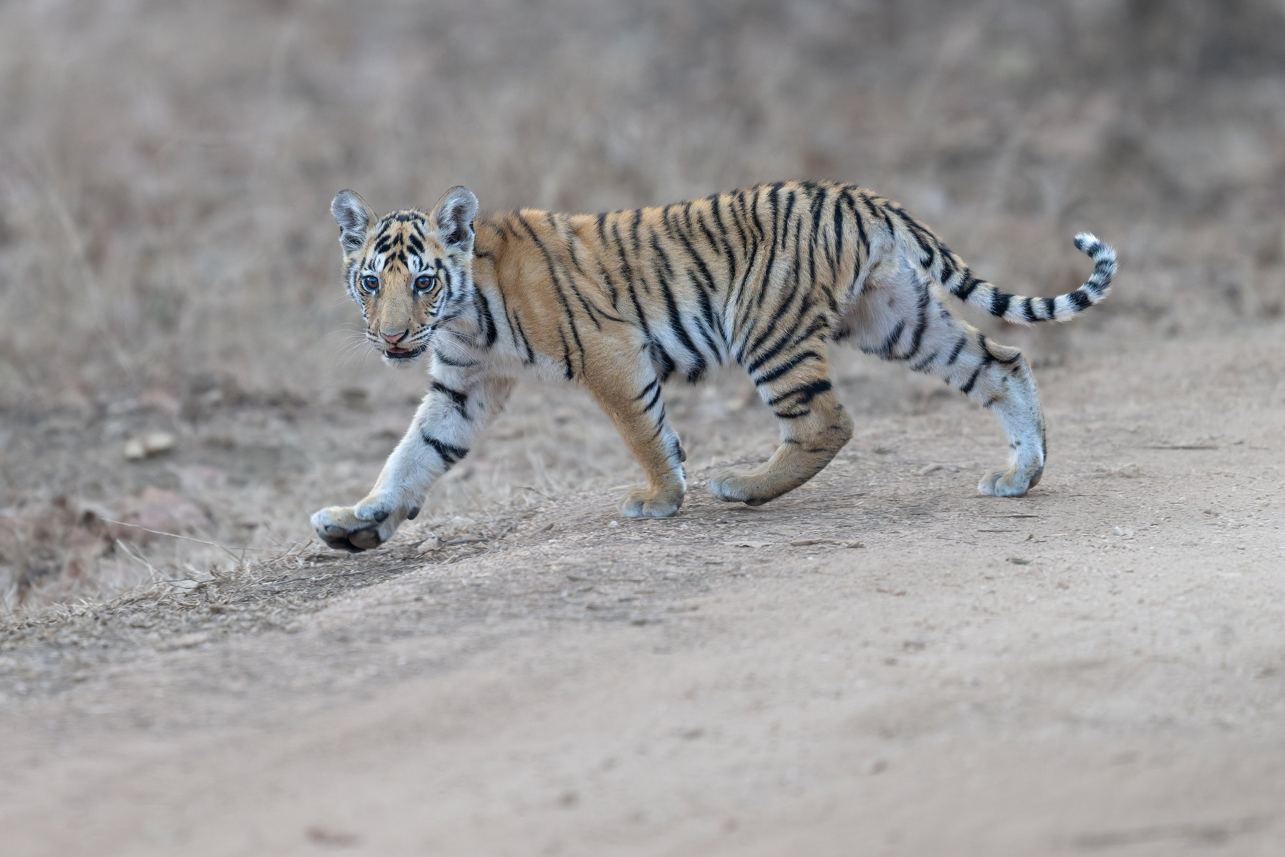 tiger cub cross road full.jpg