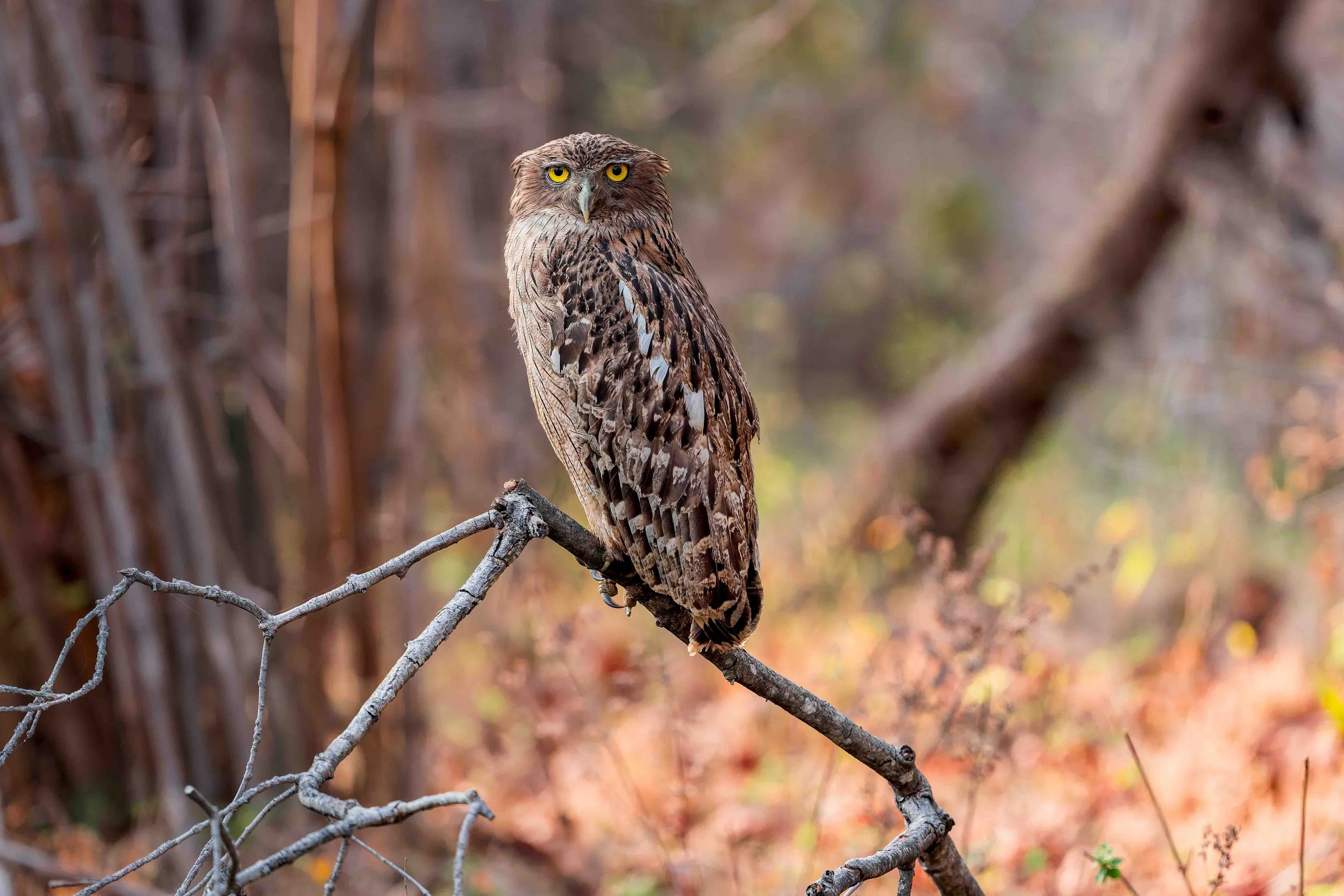 Brown Fish Owl