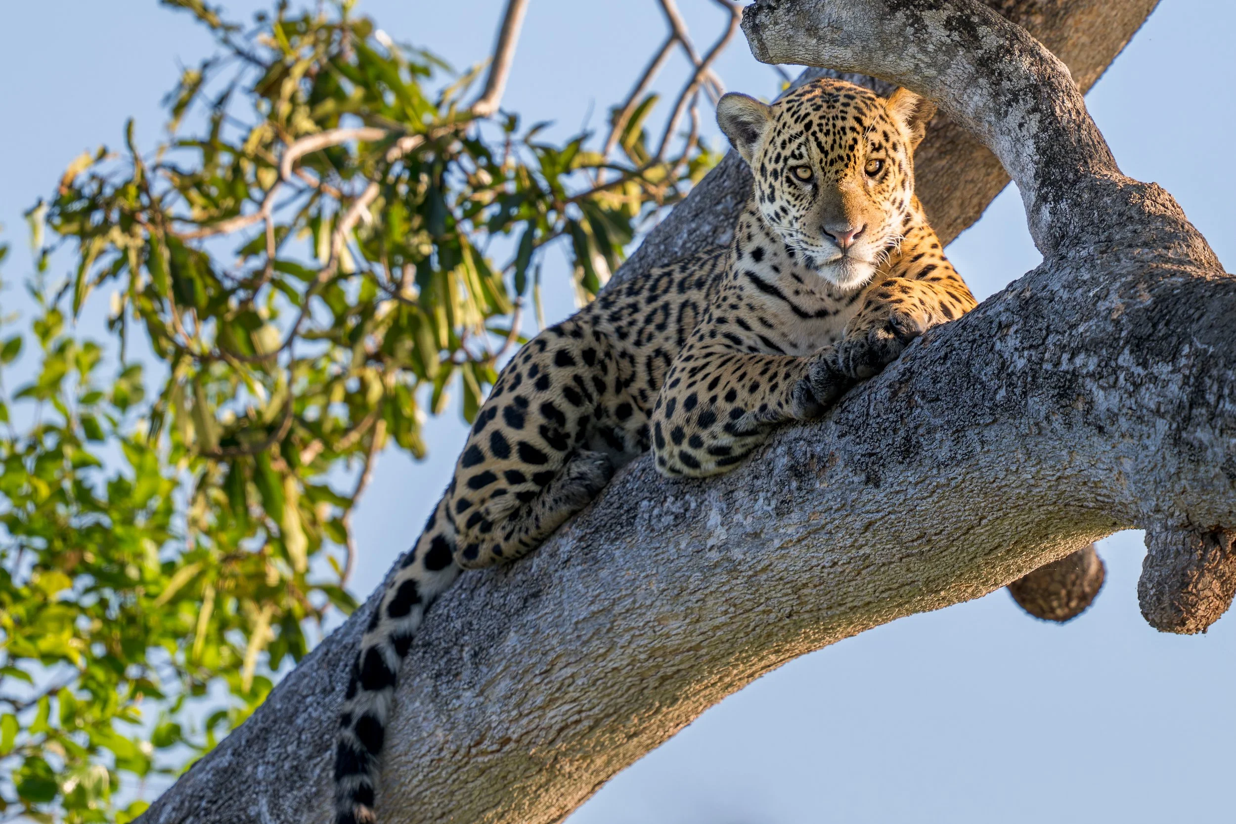 jaguar sitting in tree.jpg
