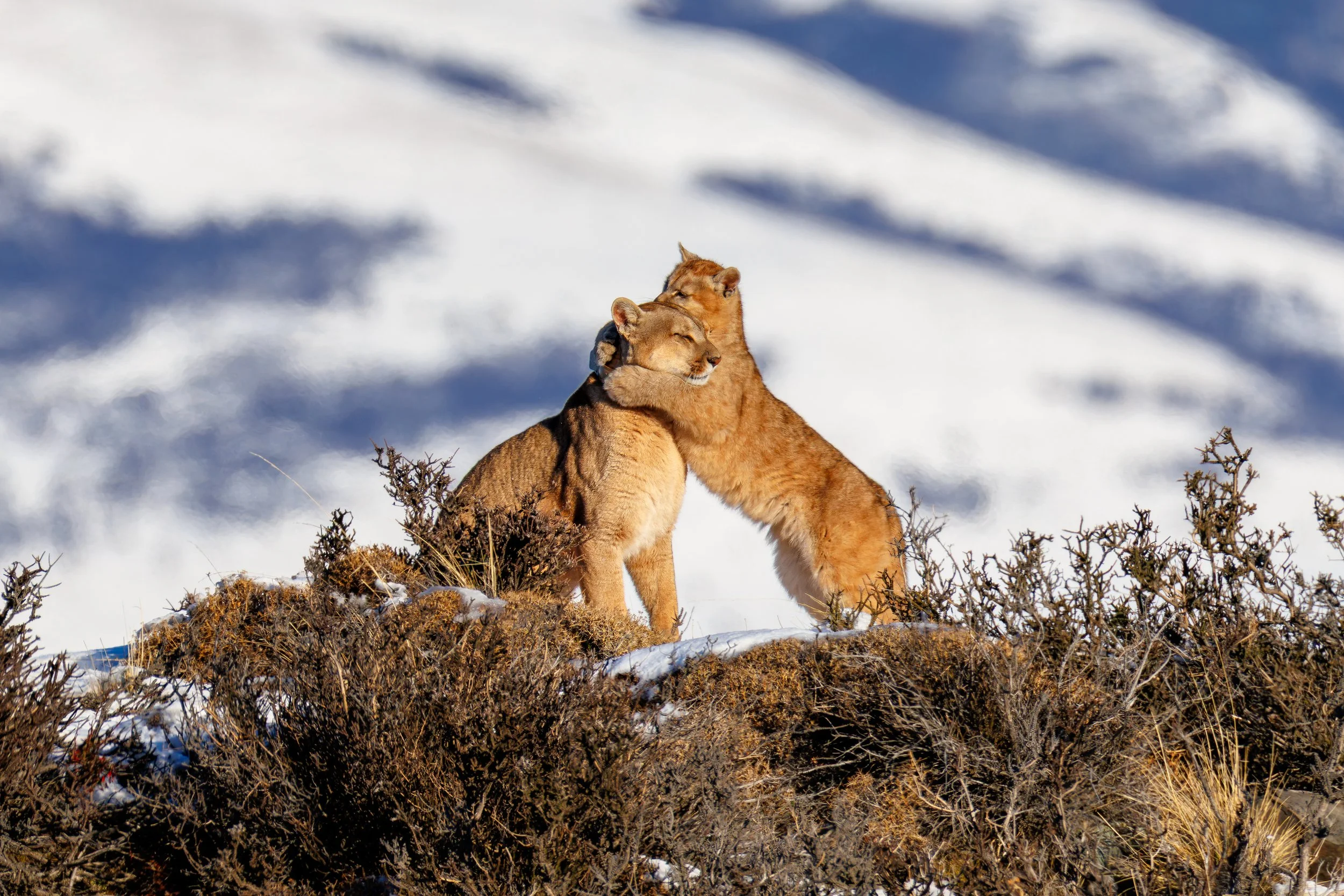 _67A3203-DxO_DeepPRIME XD2s_XD-2.jpg