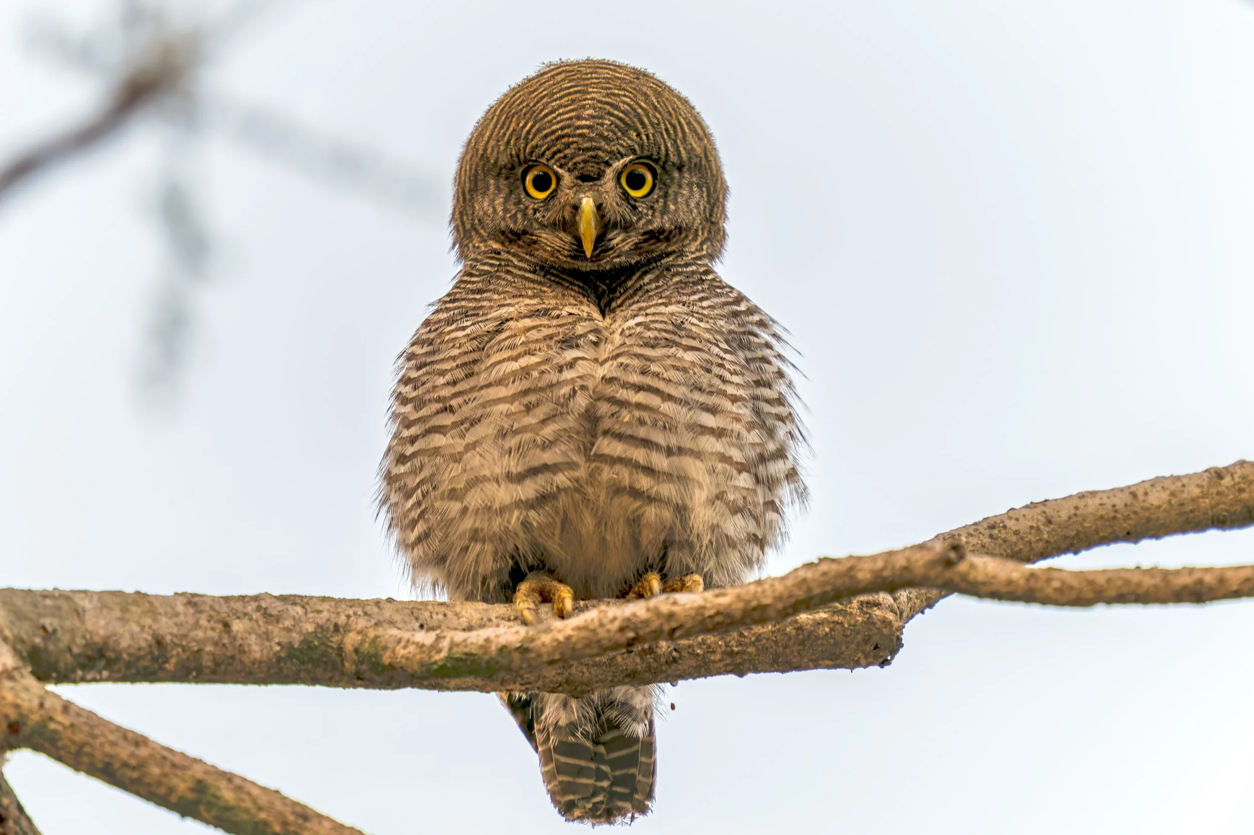 Jungle owlet