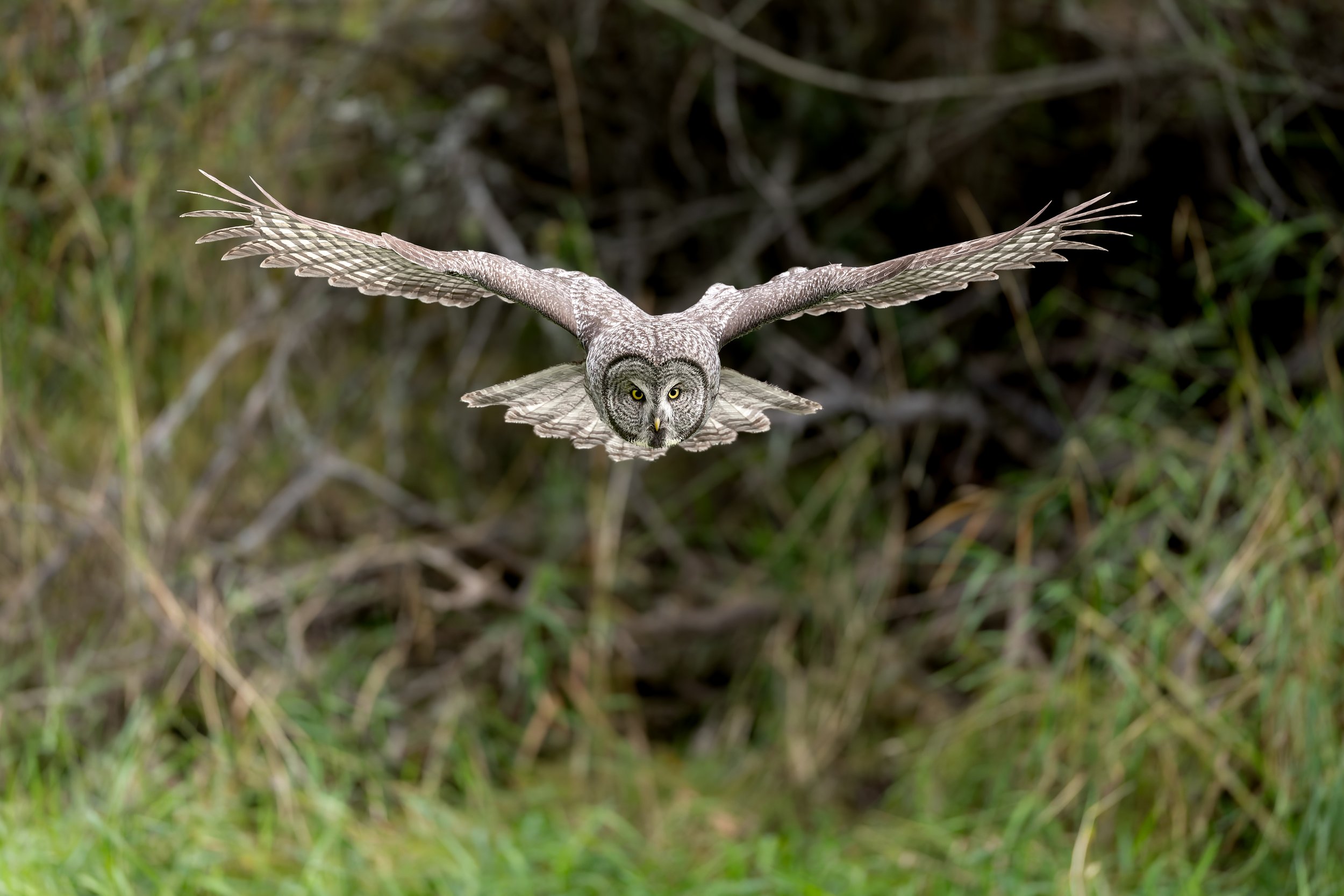 Great Gray Owl Tac flight from aspen 3.jpg