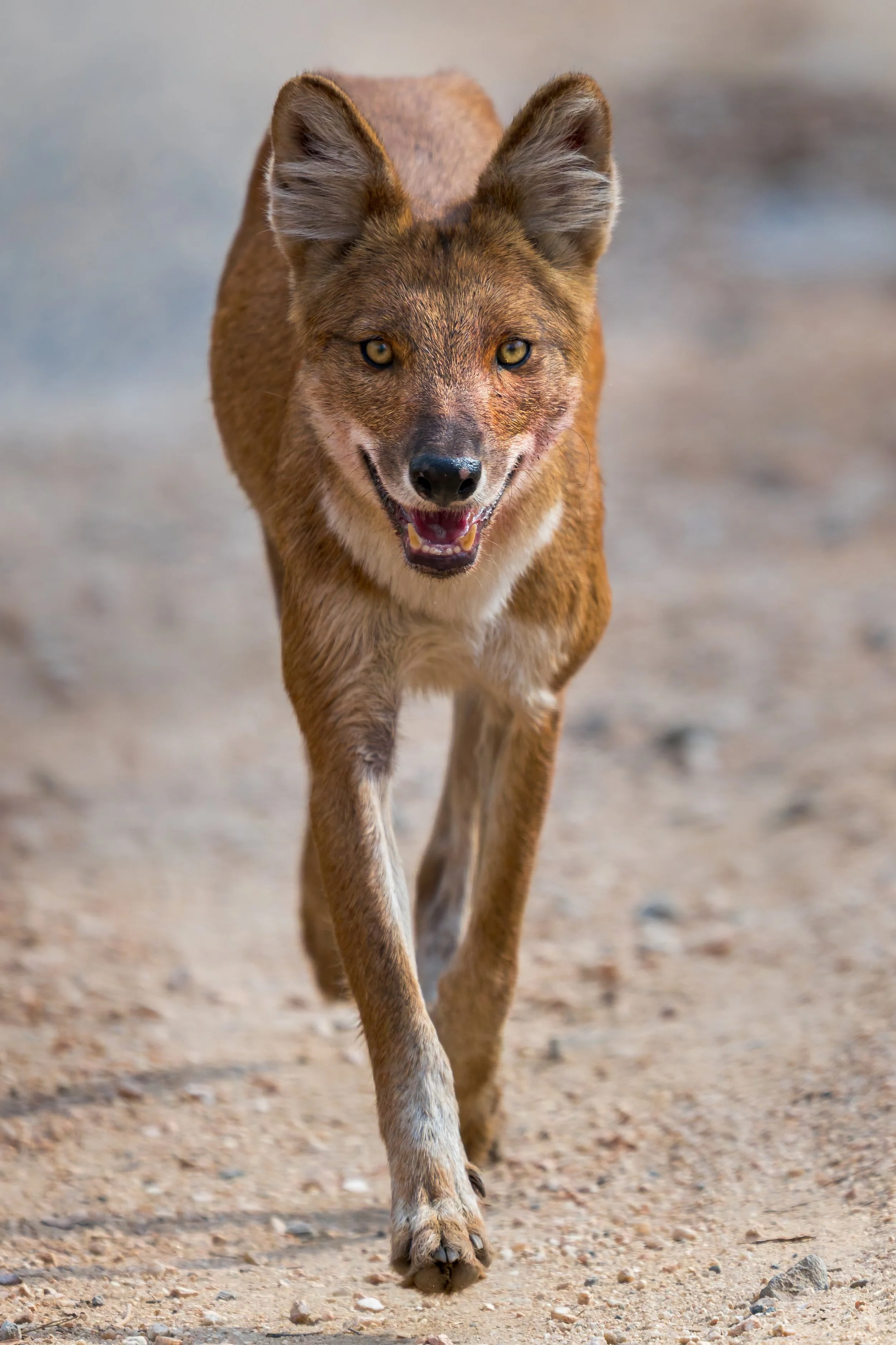 Indian wild dog full.jpg