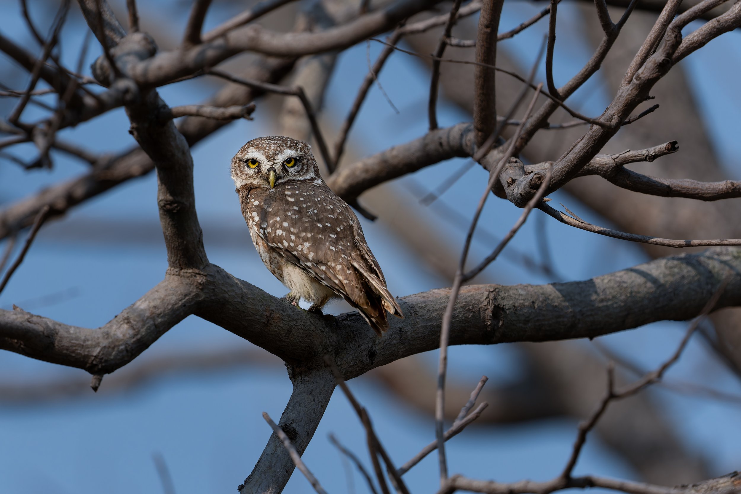Spotted owlet