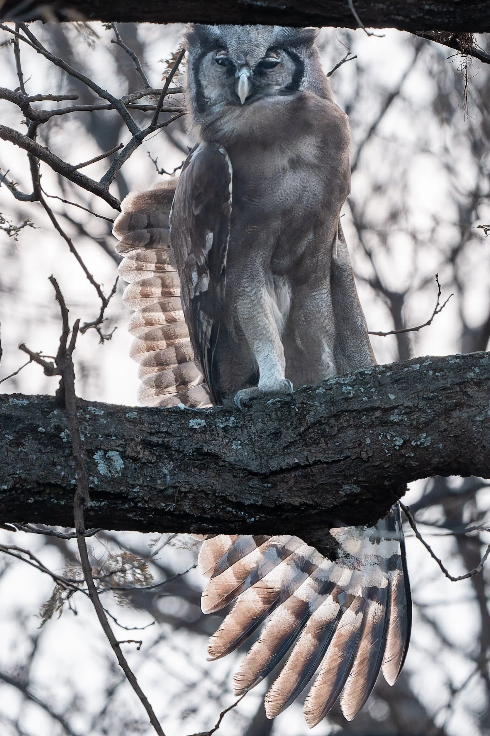 verreauxs eagle owl wing stretch.jpg