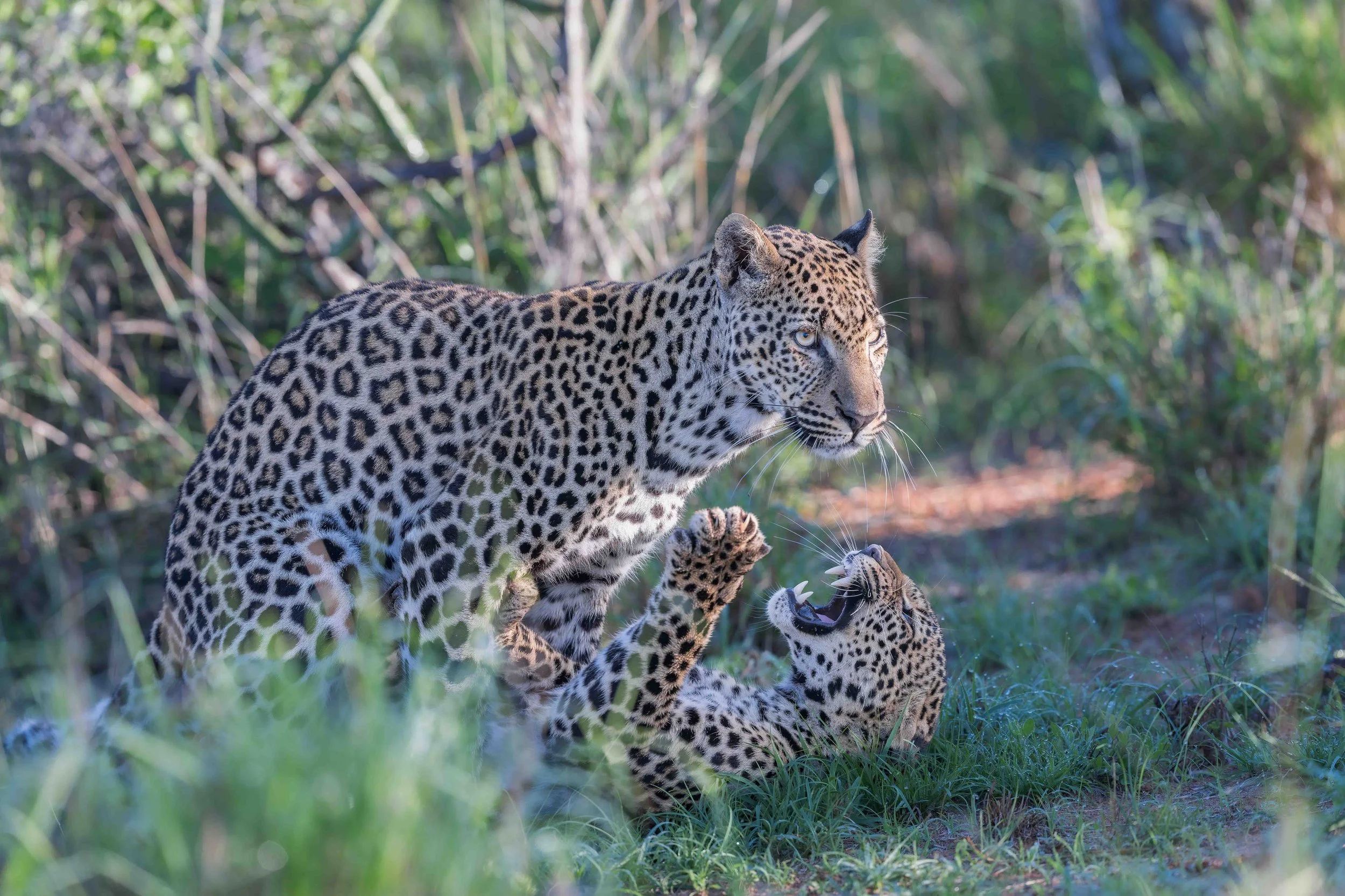 leopard - giza cubs for website.jpg