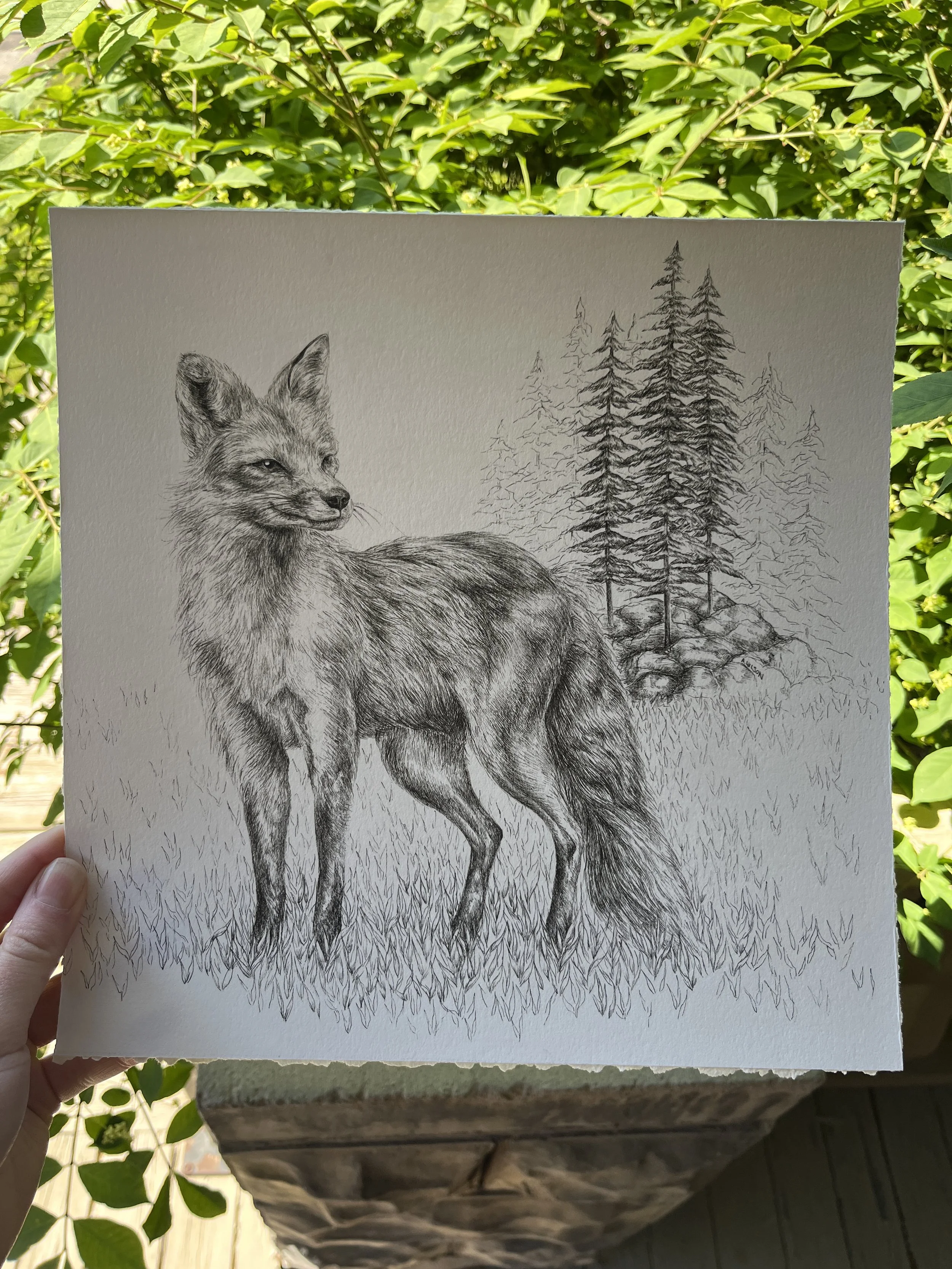 The Fox and The Forest