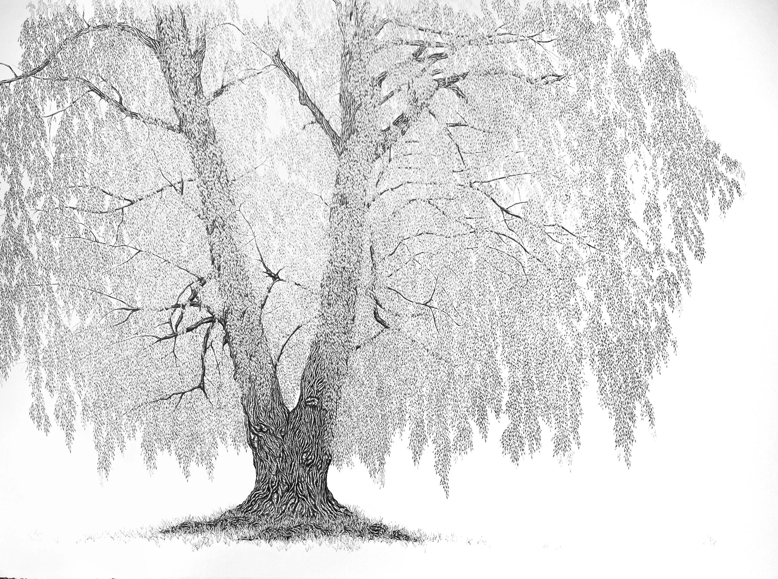 The Weeping Willow 2024 SOLD