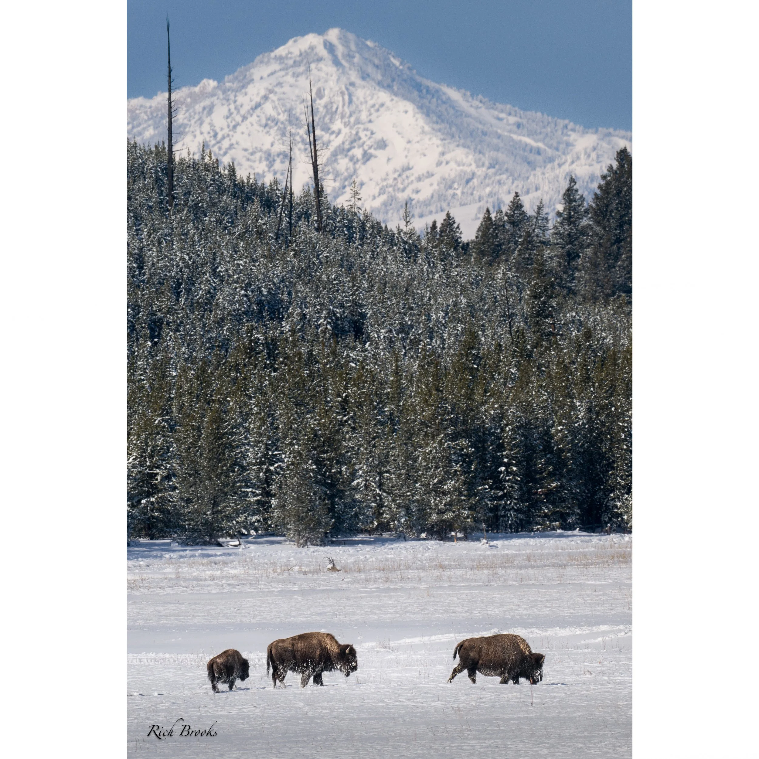 Sunny Day in Yellowstone