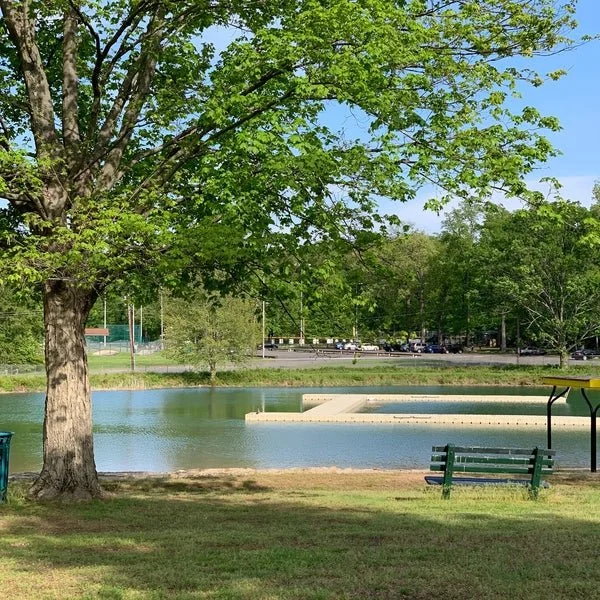 A park scene with a large green tree, a pond with a small dock, and a vacant bench. In the background, there are parking spaces and trees.