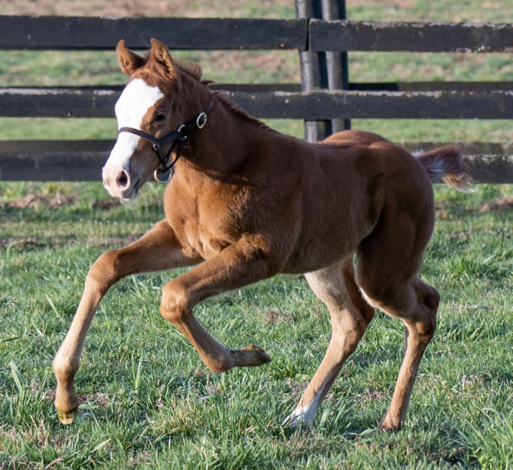 FoalPic.png