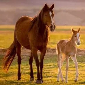 FoalCARE.jpg