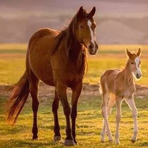 FoalCARE.jpg