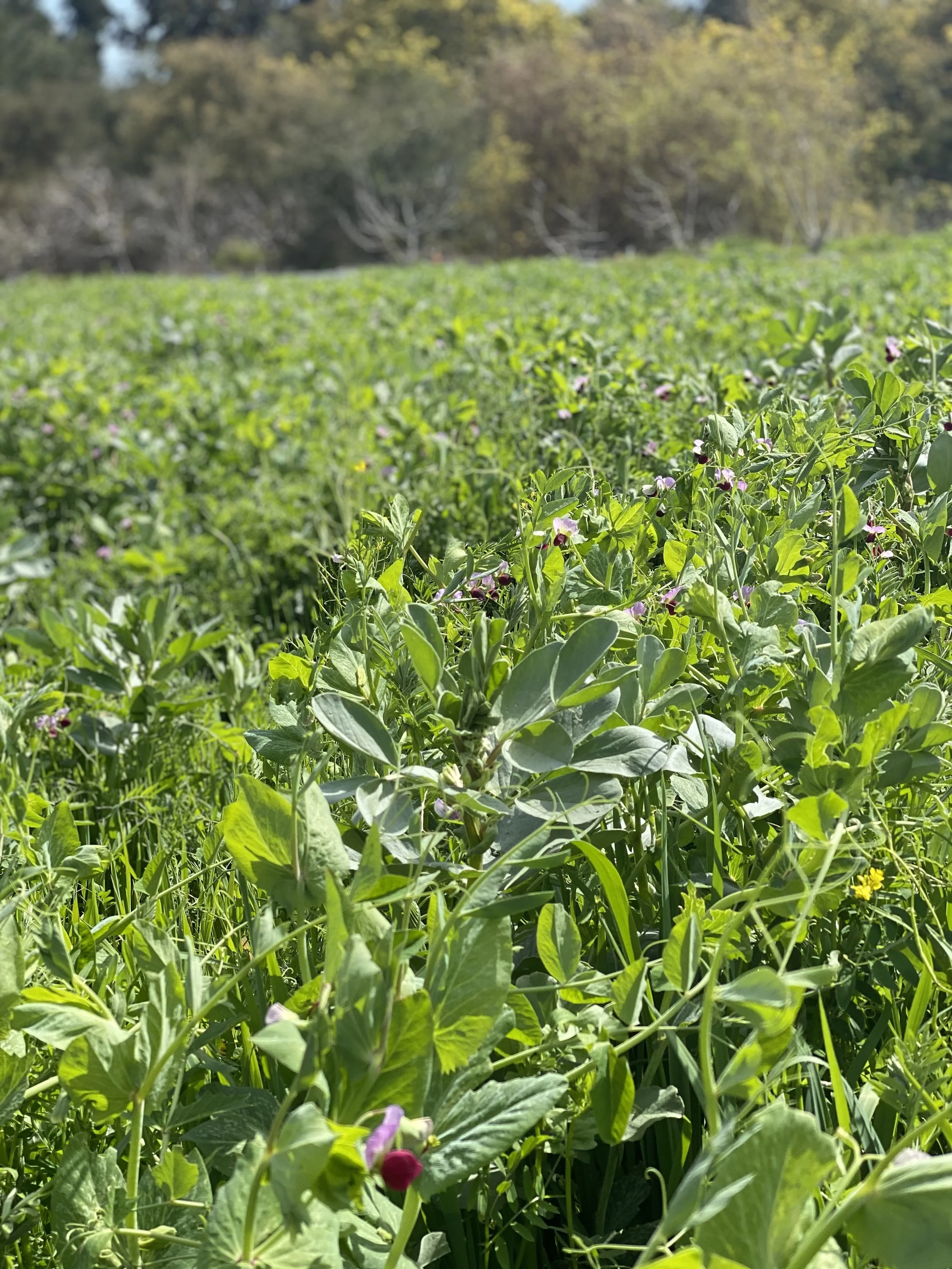 Chefs at Nisei preparing ingredients in a calm, minimal kitchen, representing sustainability in practice