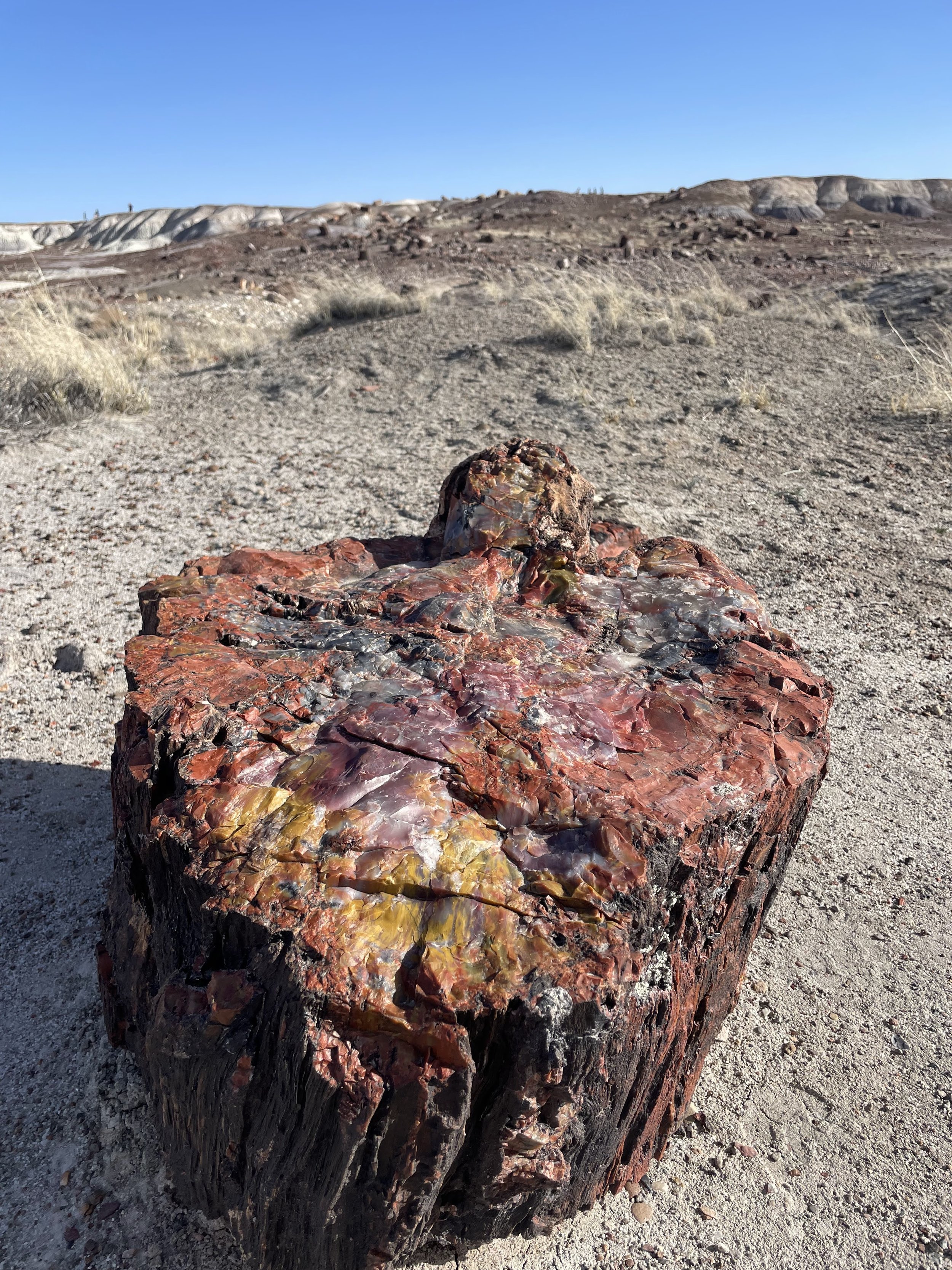 Petrified Forest