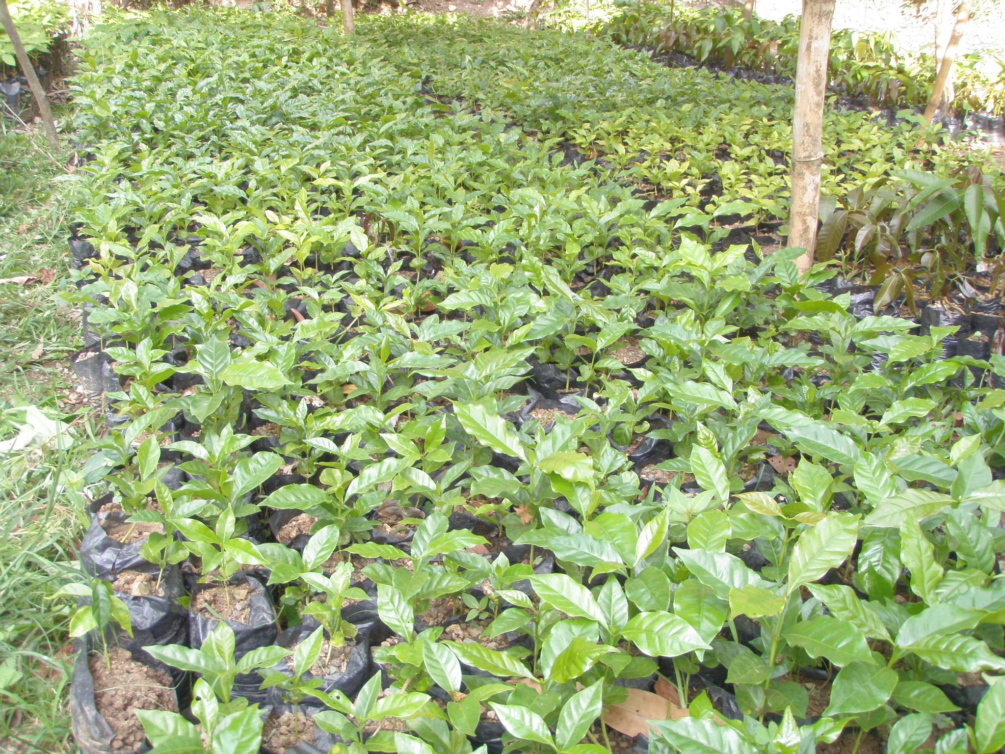 reforestation seedlings grown.JPG