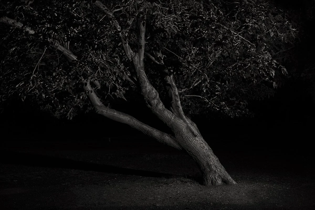 Untitled_Tree_1_conSharpeningLR.jpg