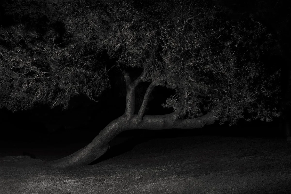 Untitled_Tree_2LR.jpg