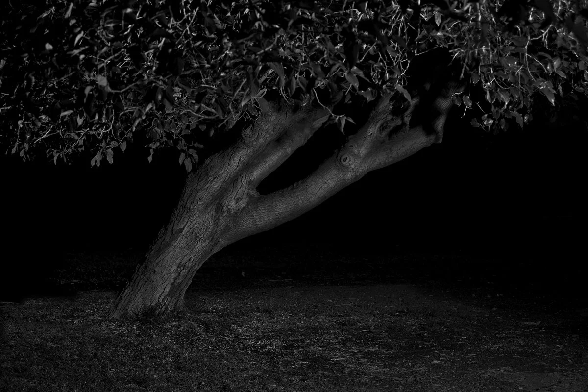 Tree 3