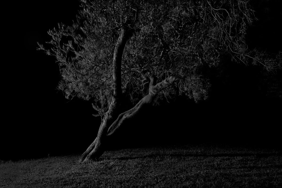 Tree 4