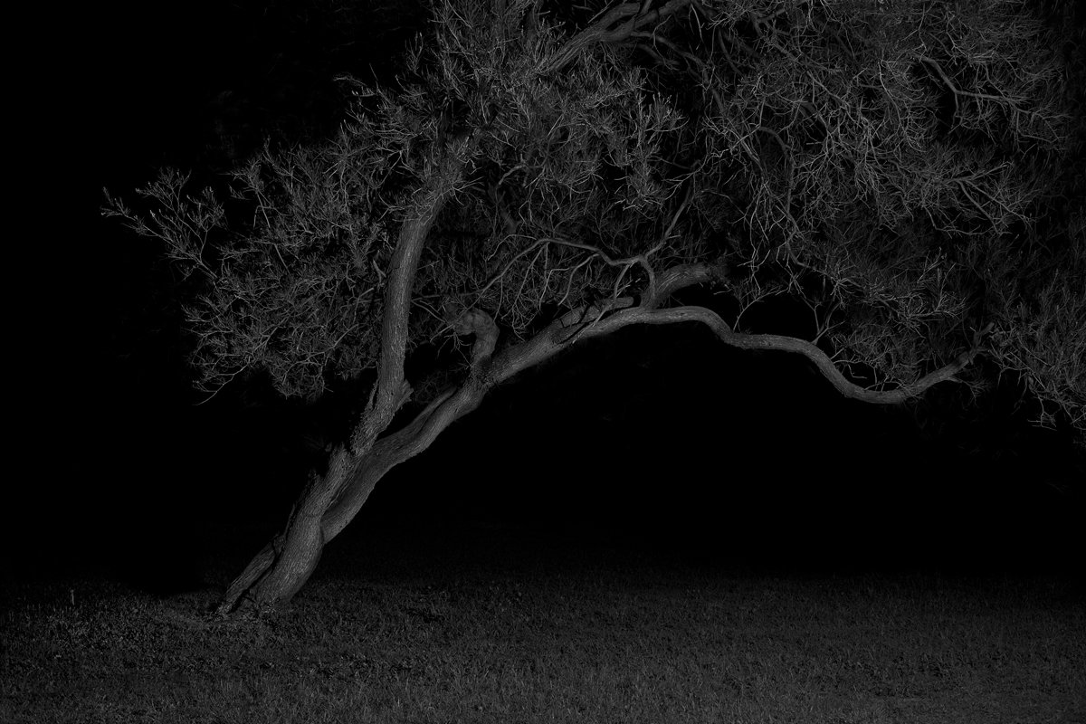 Tree 5