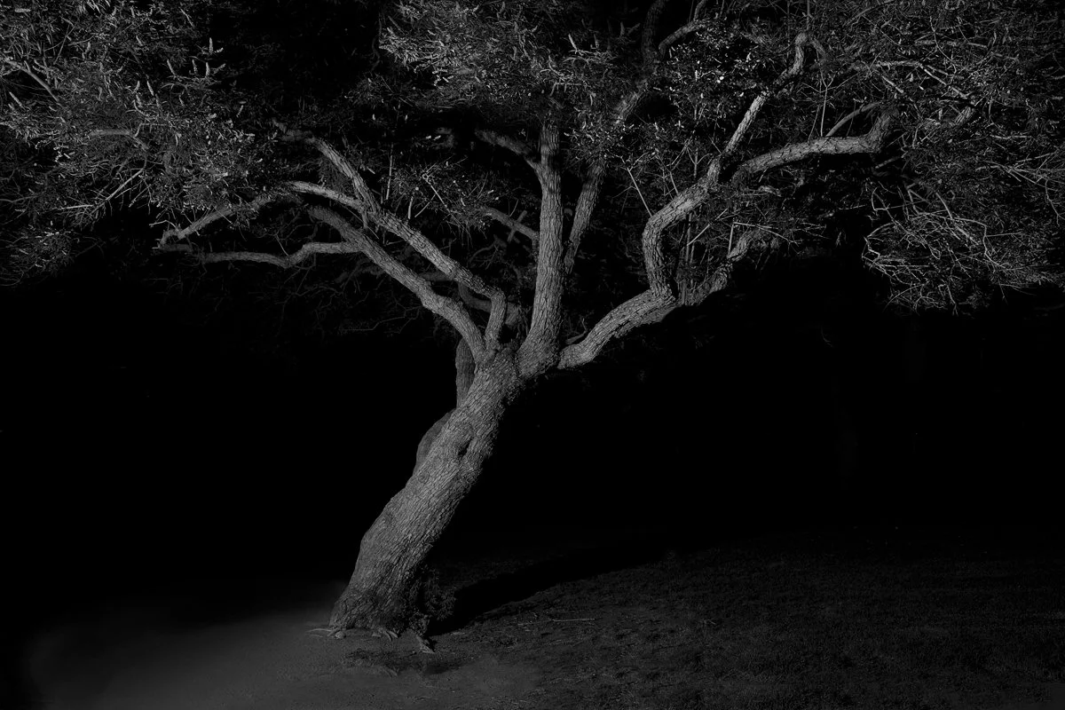 Tree 6