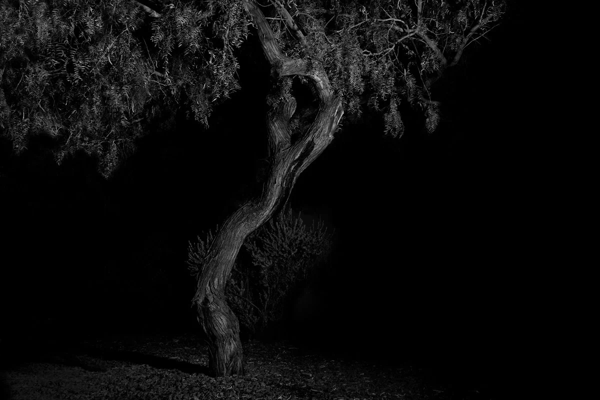 Tree 7