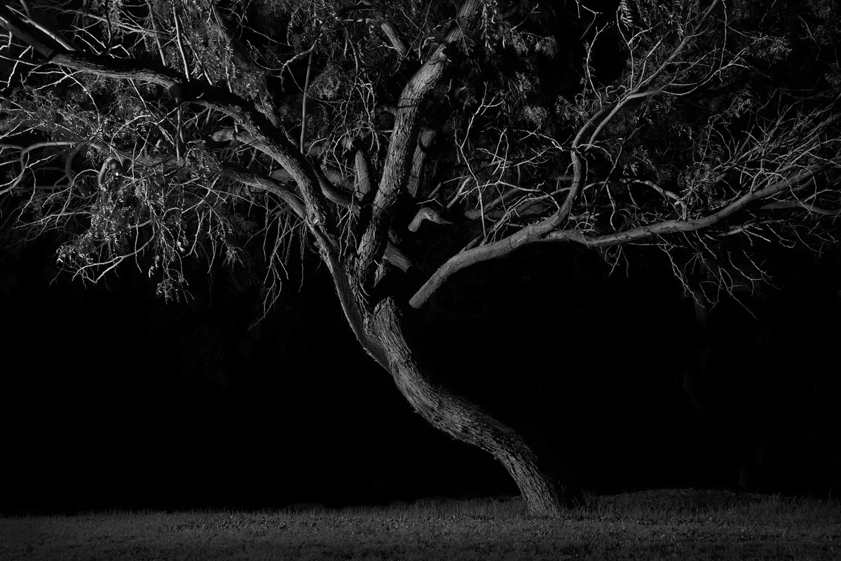 Tree 8