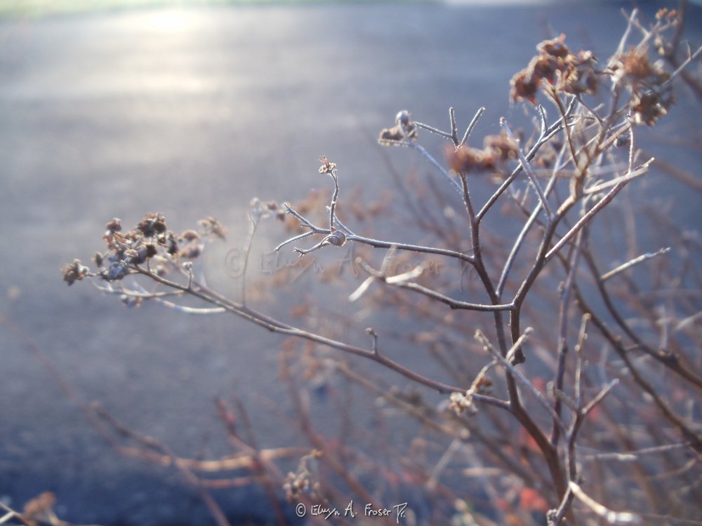 View 180 - edge of red bush beside road, Macro Wildlife, Minnesota USA, Summer 2014