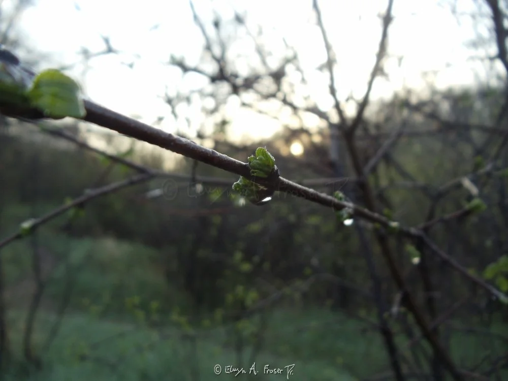 View 181 - red tree branch with small green leaves soaked in morning dew, Macro Wildlife, Minnesota USA, Summer 2014