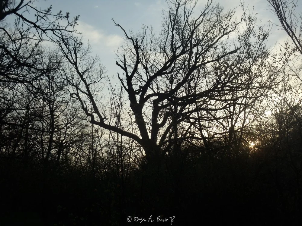 View 182 - silhouetted tree and forest against blue sky, Wildlife, Minnesota USA, Summer 2014